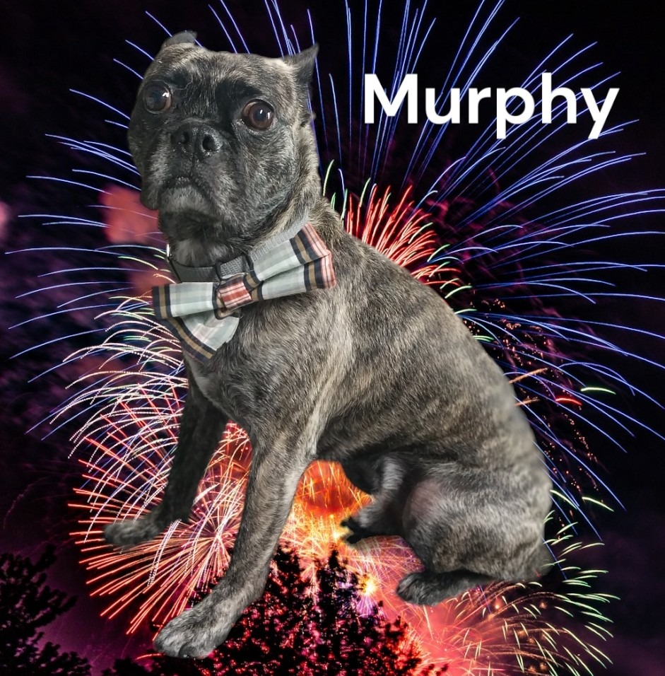 Brenda's Cuddles & Cuts