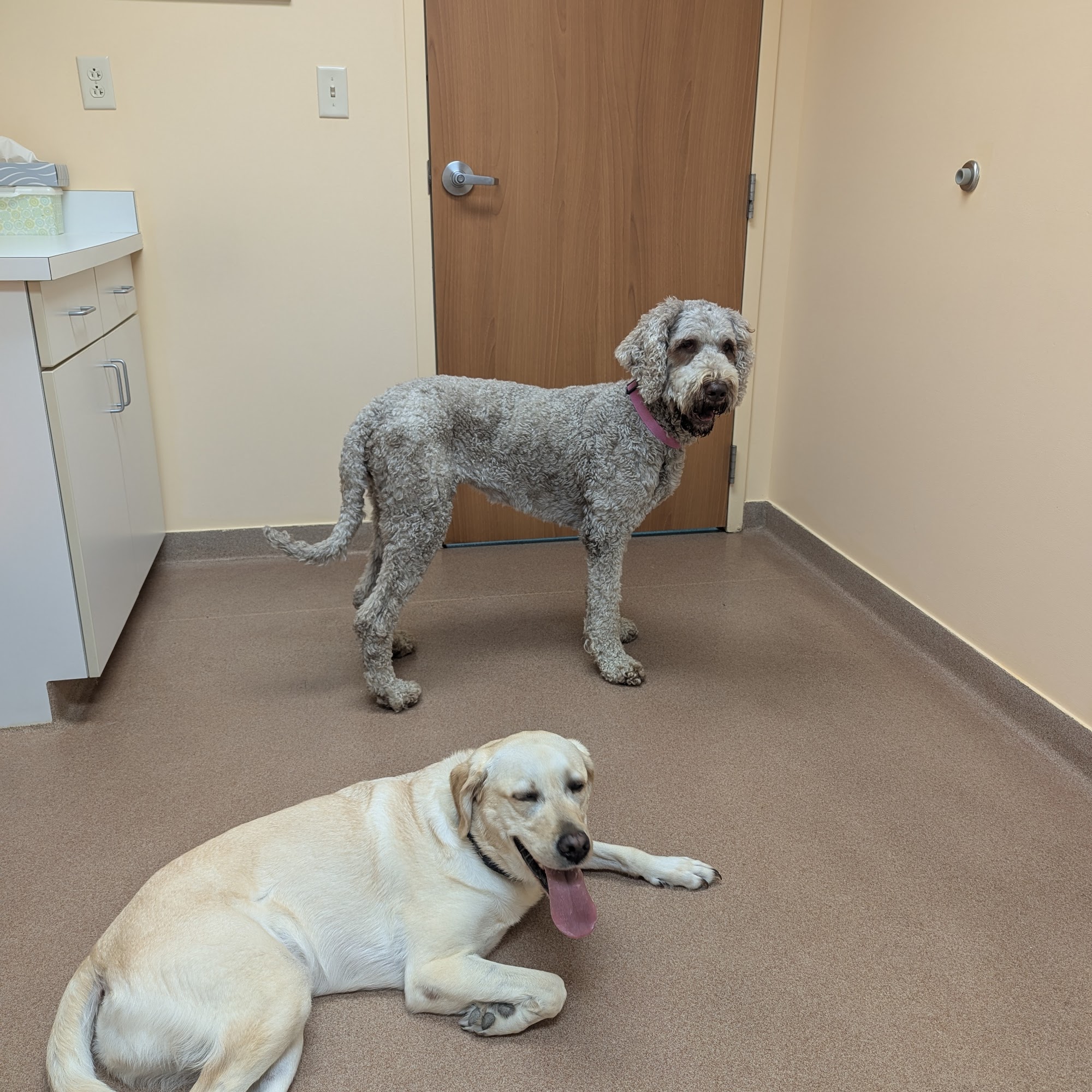 Valley View Animal Hospital Dover