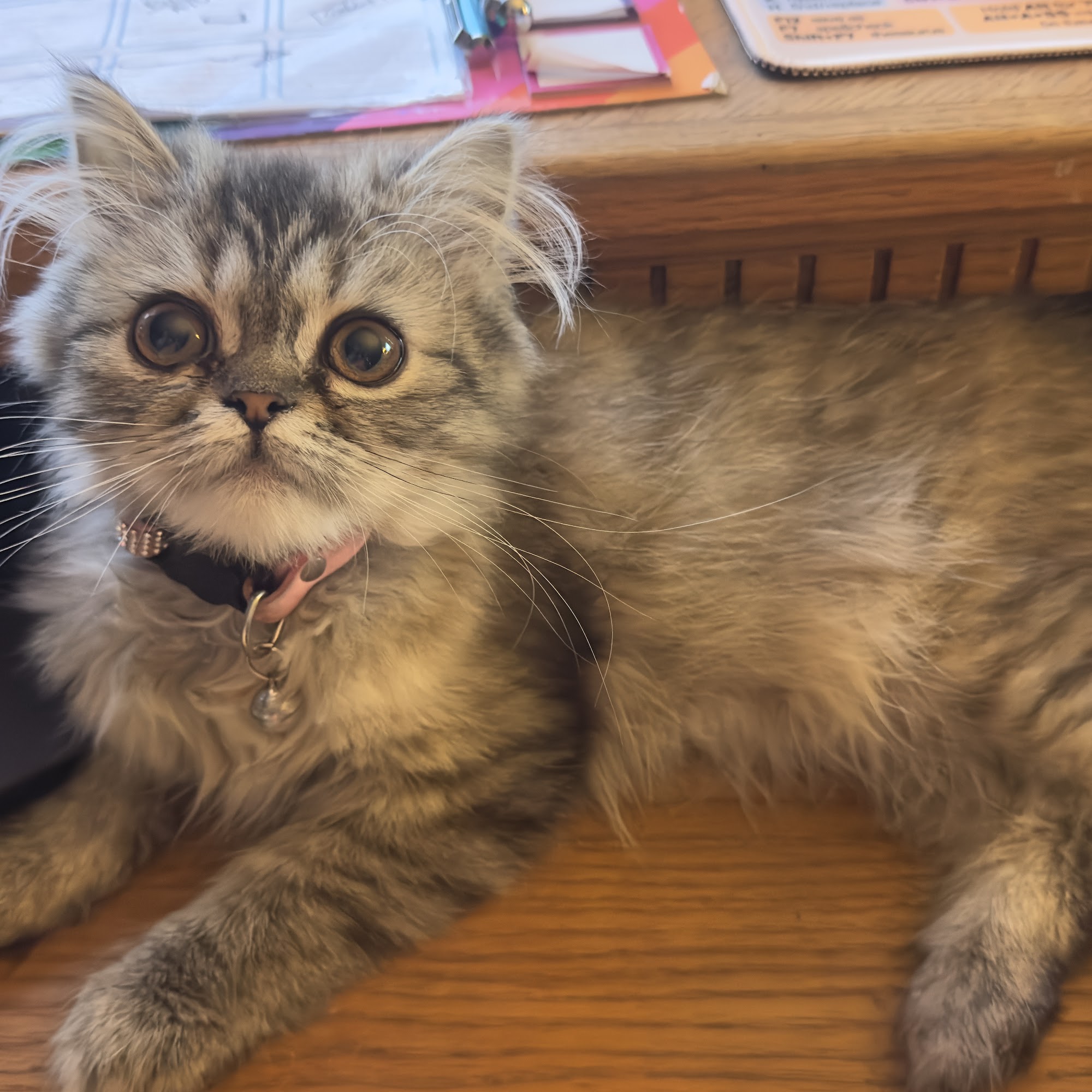 Oak Pointe Veterinary Care Dover