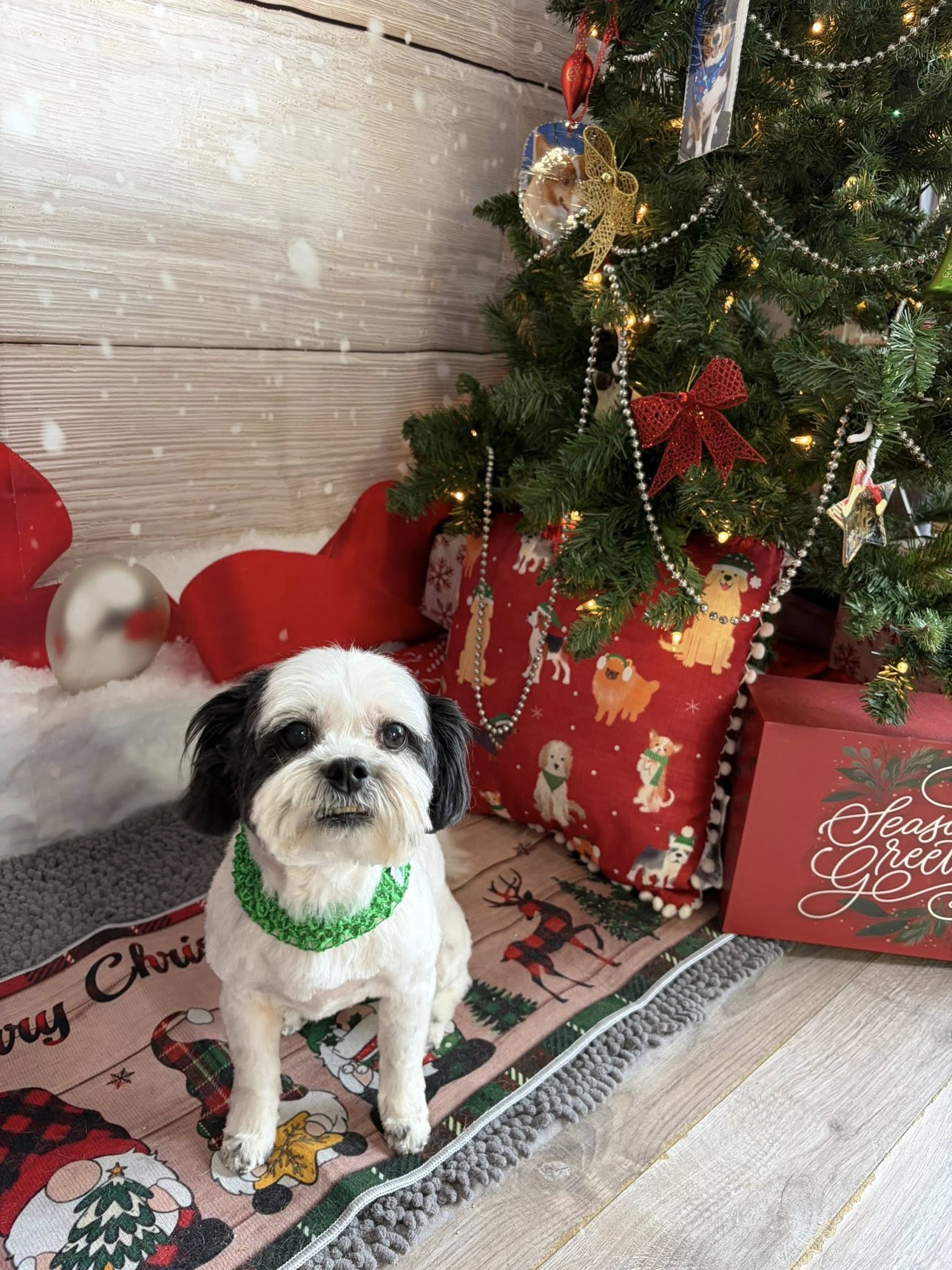 Chipawwa Grooming Doylestown