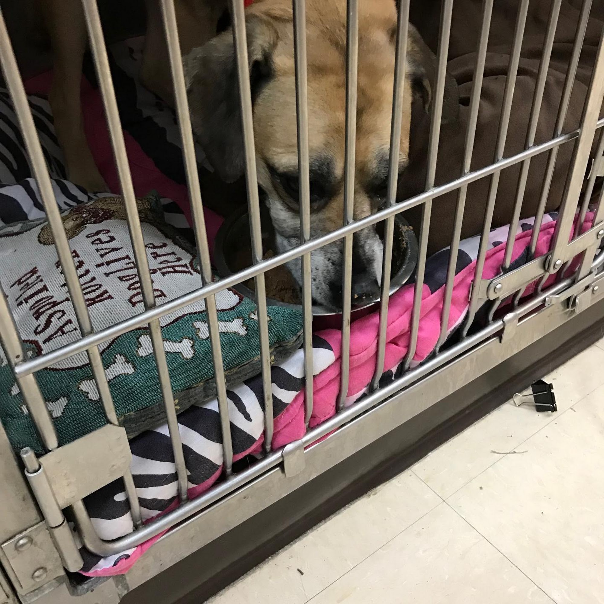 Riverside Drive Animal Care Dublin