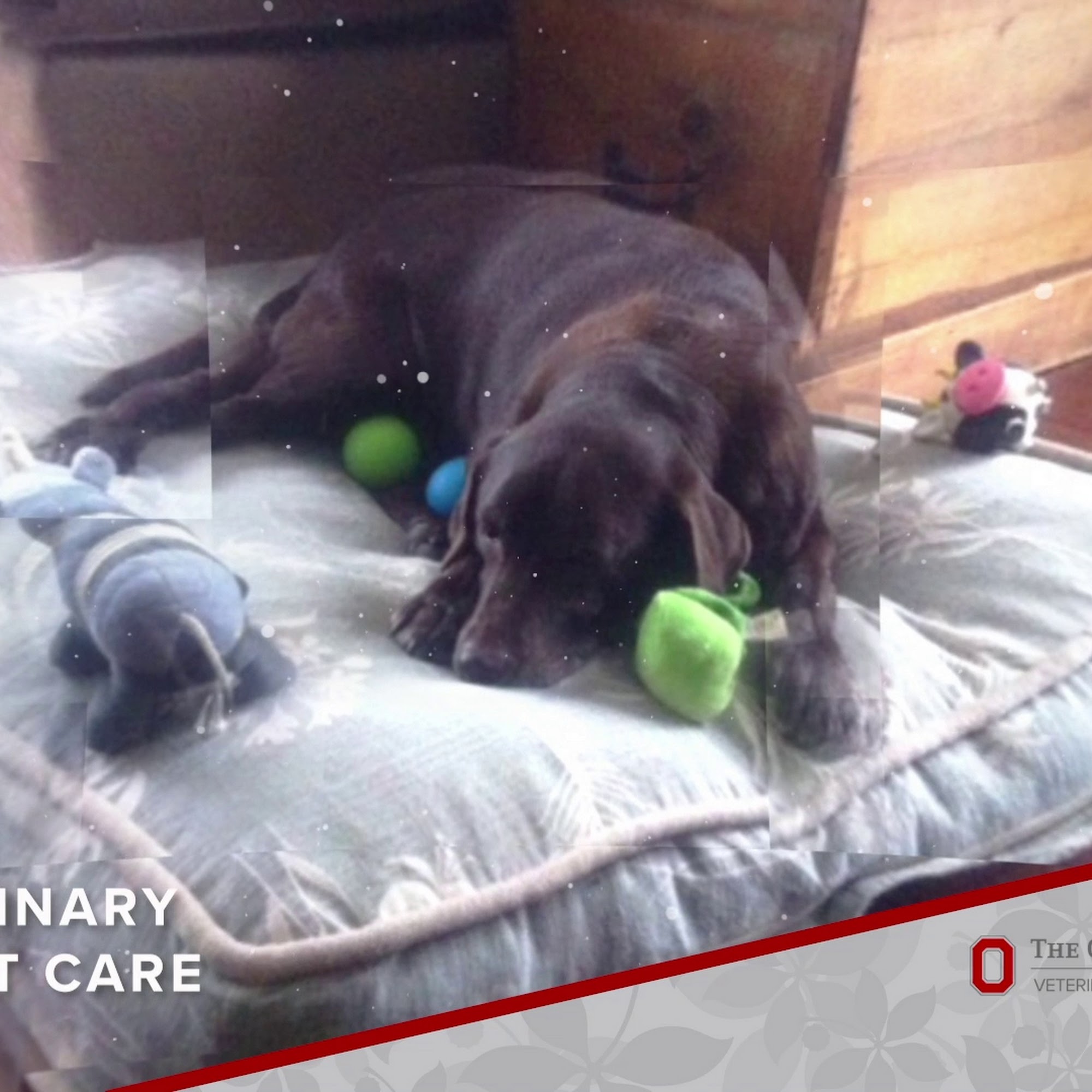 The Ohio State University Veterinary Medical Center at Dublin Dublin