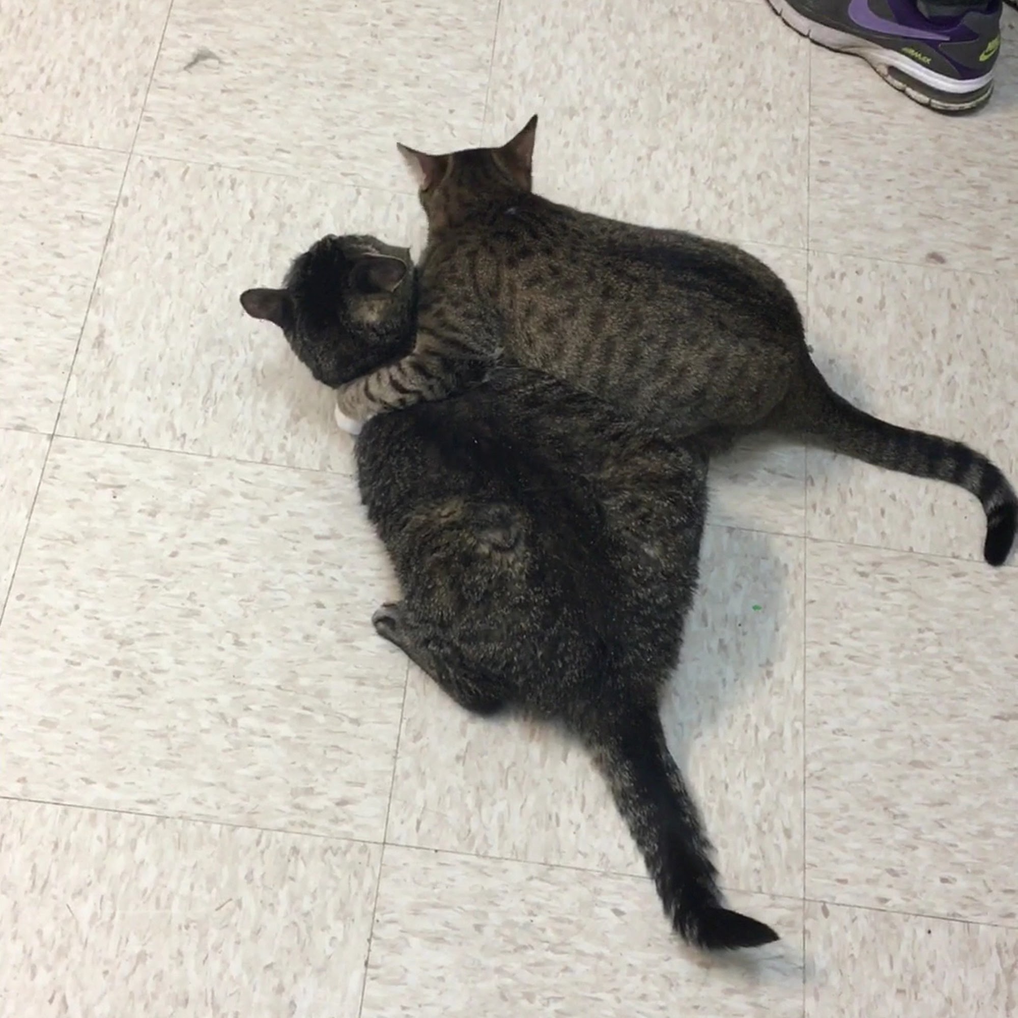 Colony Cats Adoption Center Dublin