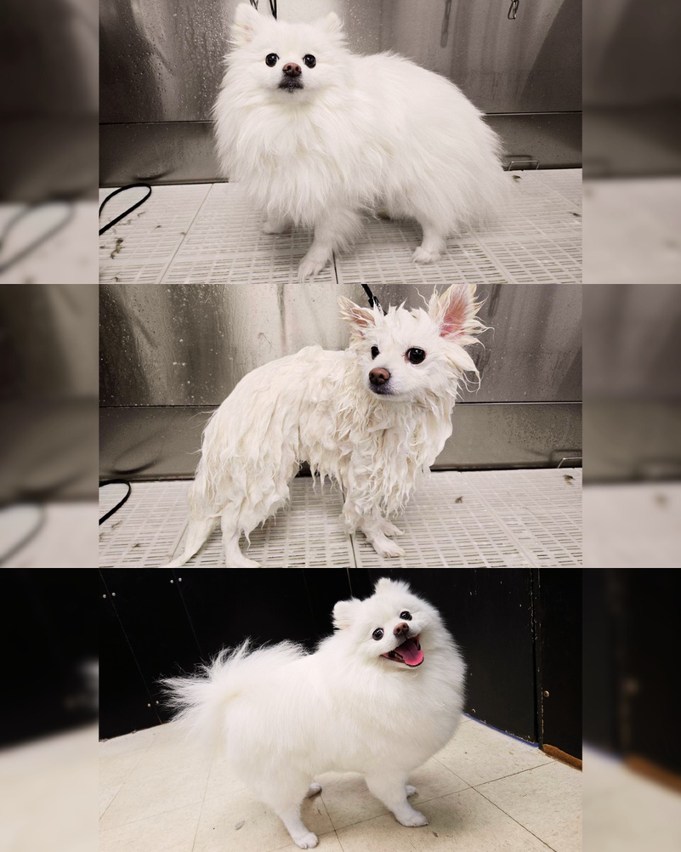 Jen's Nose to Tail Dublin