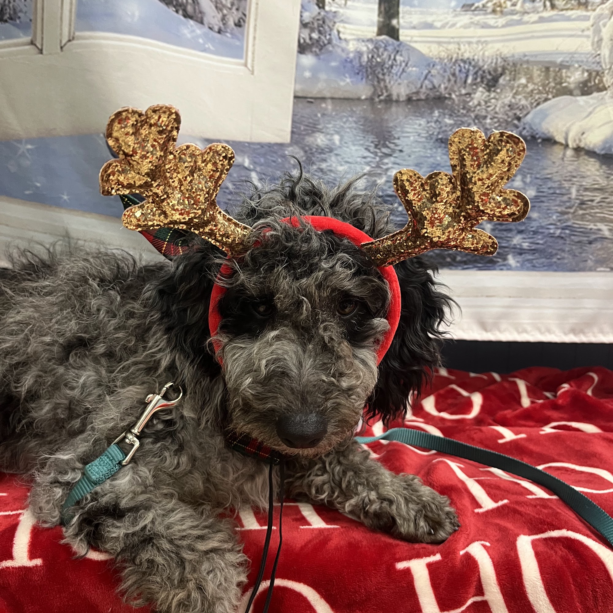 Community Animal Clinic East Liverpool