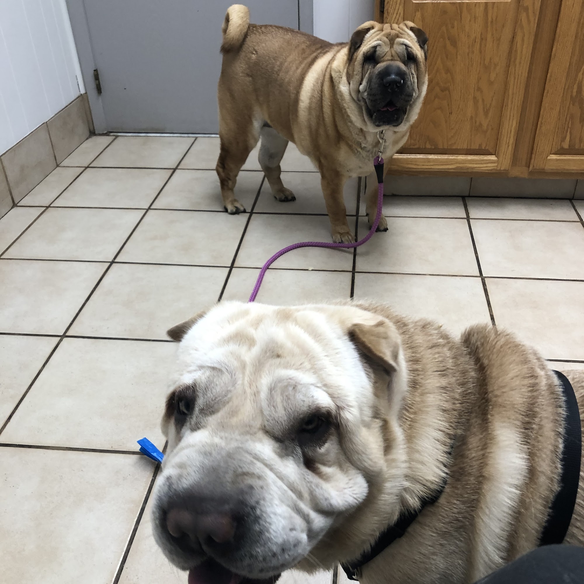 Town and Country Veterinary Clinic Eaton