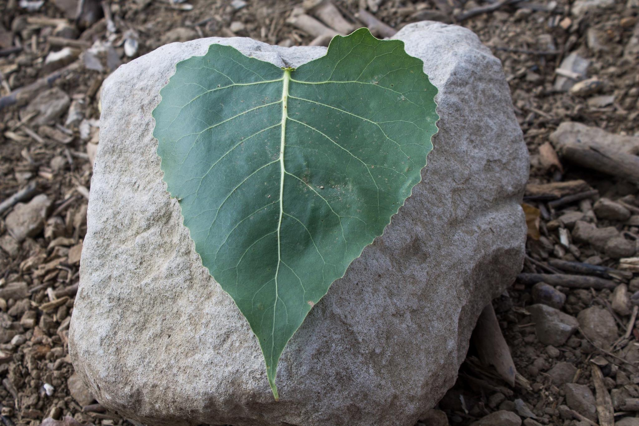 Pat Taylor Photography