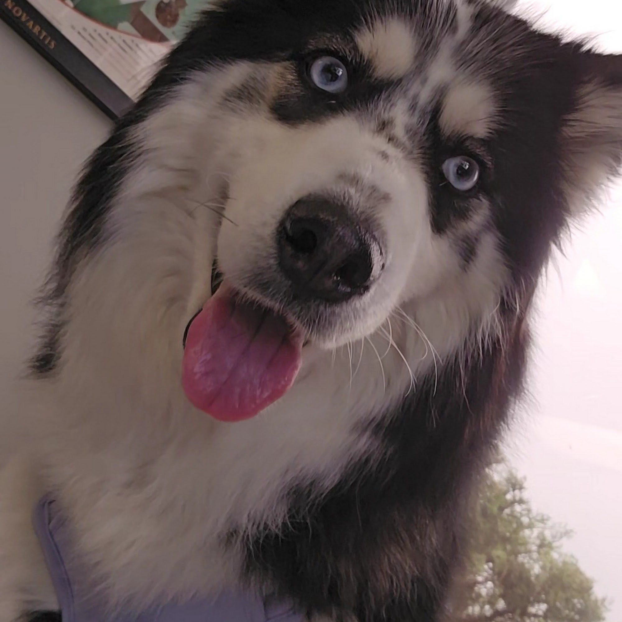 Fox Veterinary Hospital Elyria