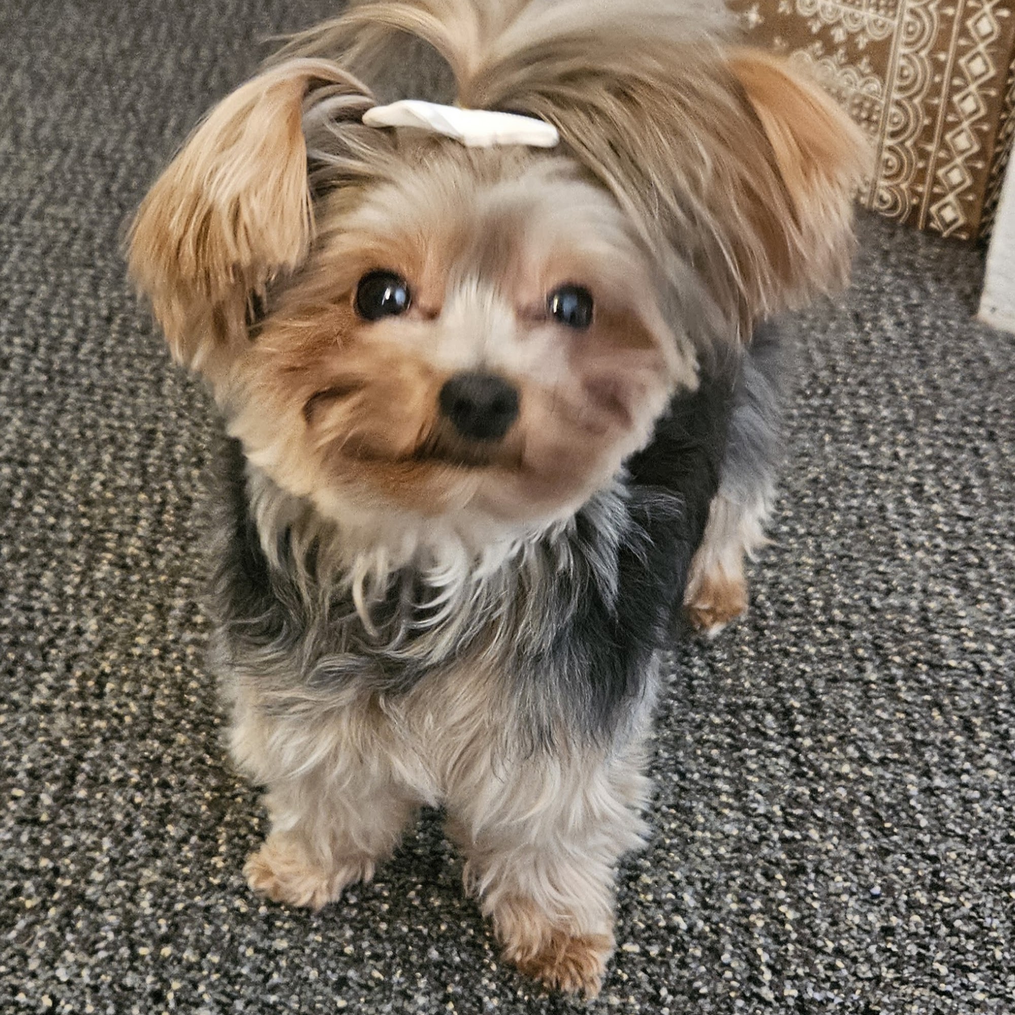 PetSmart Grooming Elyria