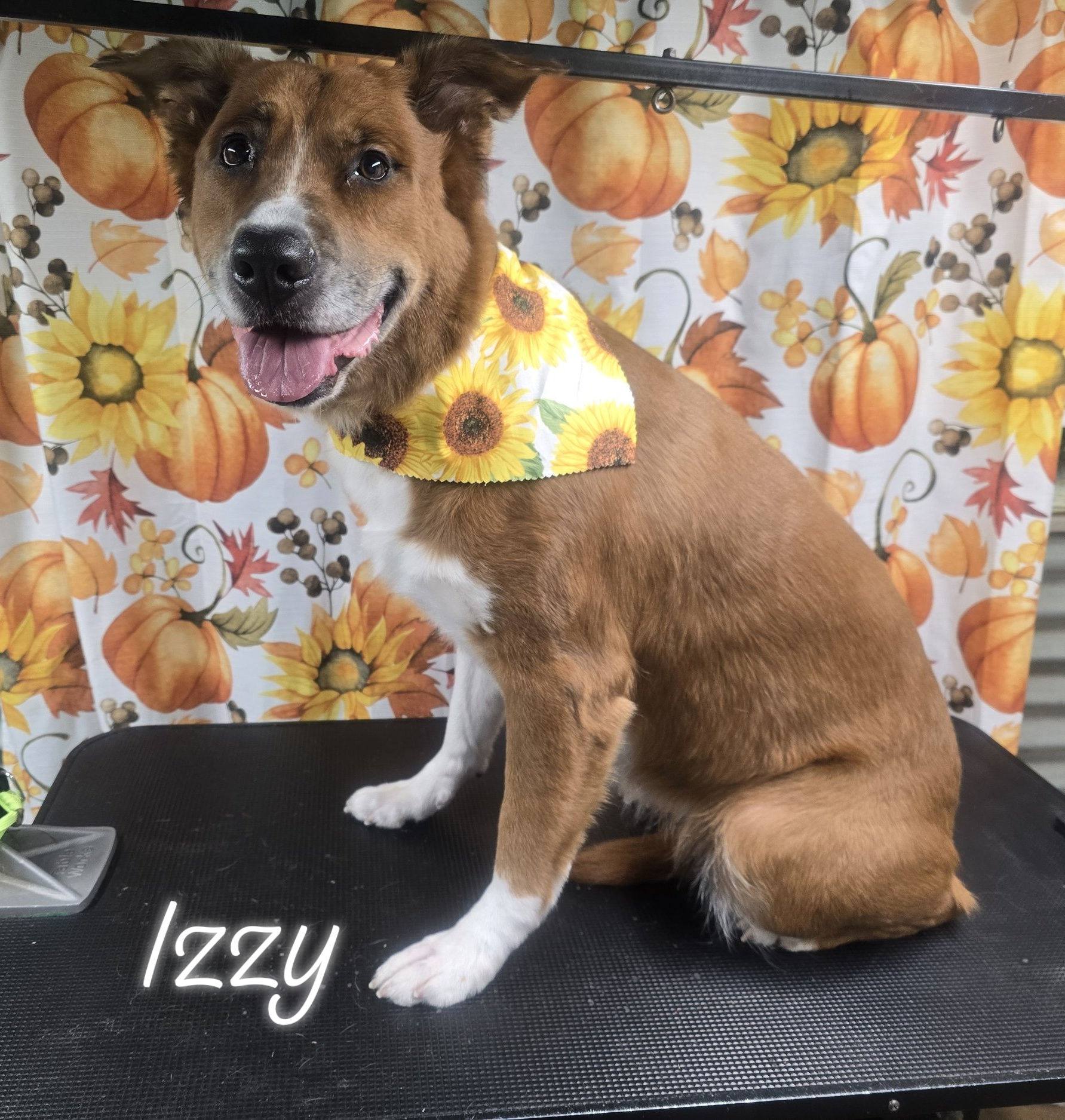 In Dogs We Trust, LLC Elyria