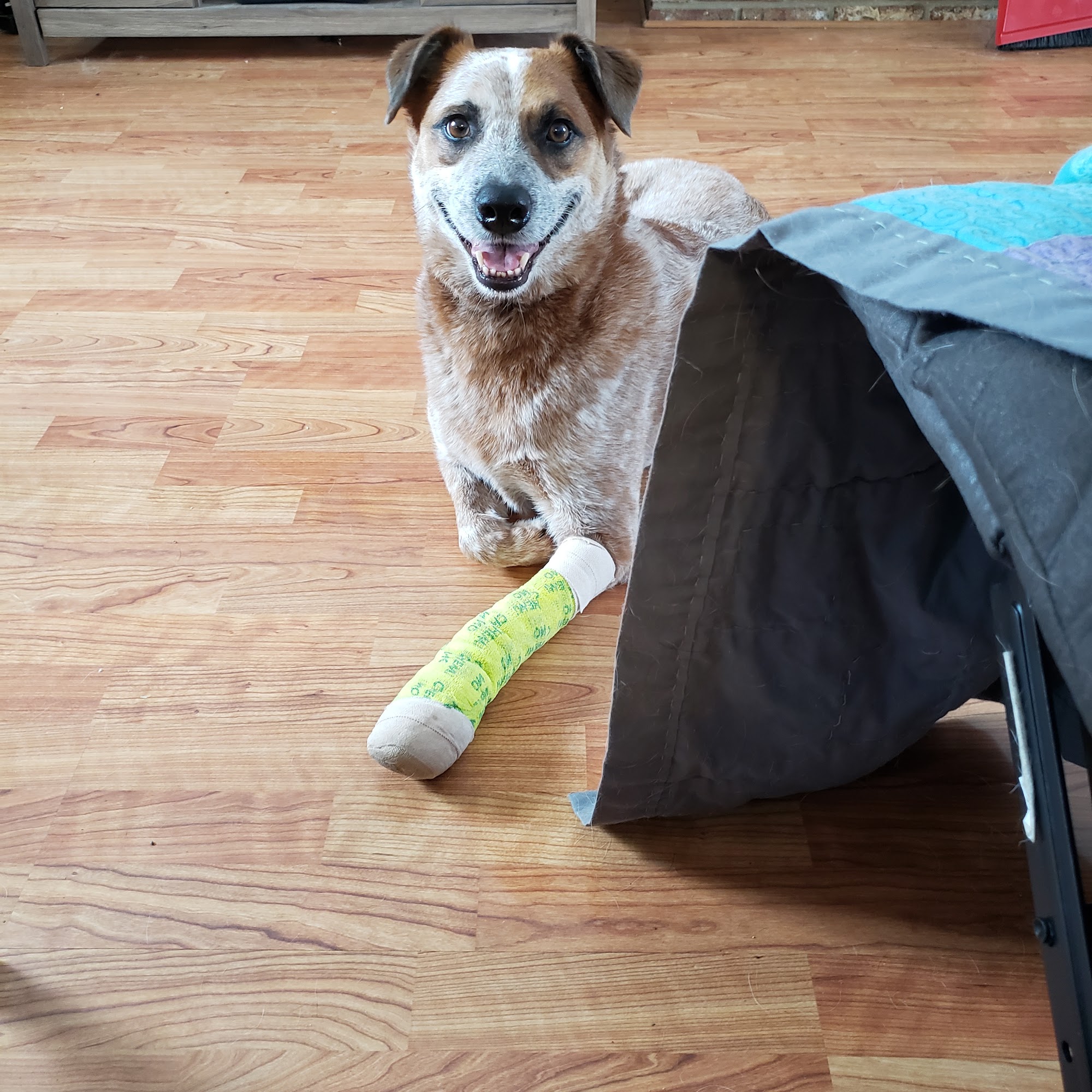 Printz Veterinary Services (DBA Englewood Animal Hospital) Englewood