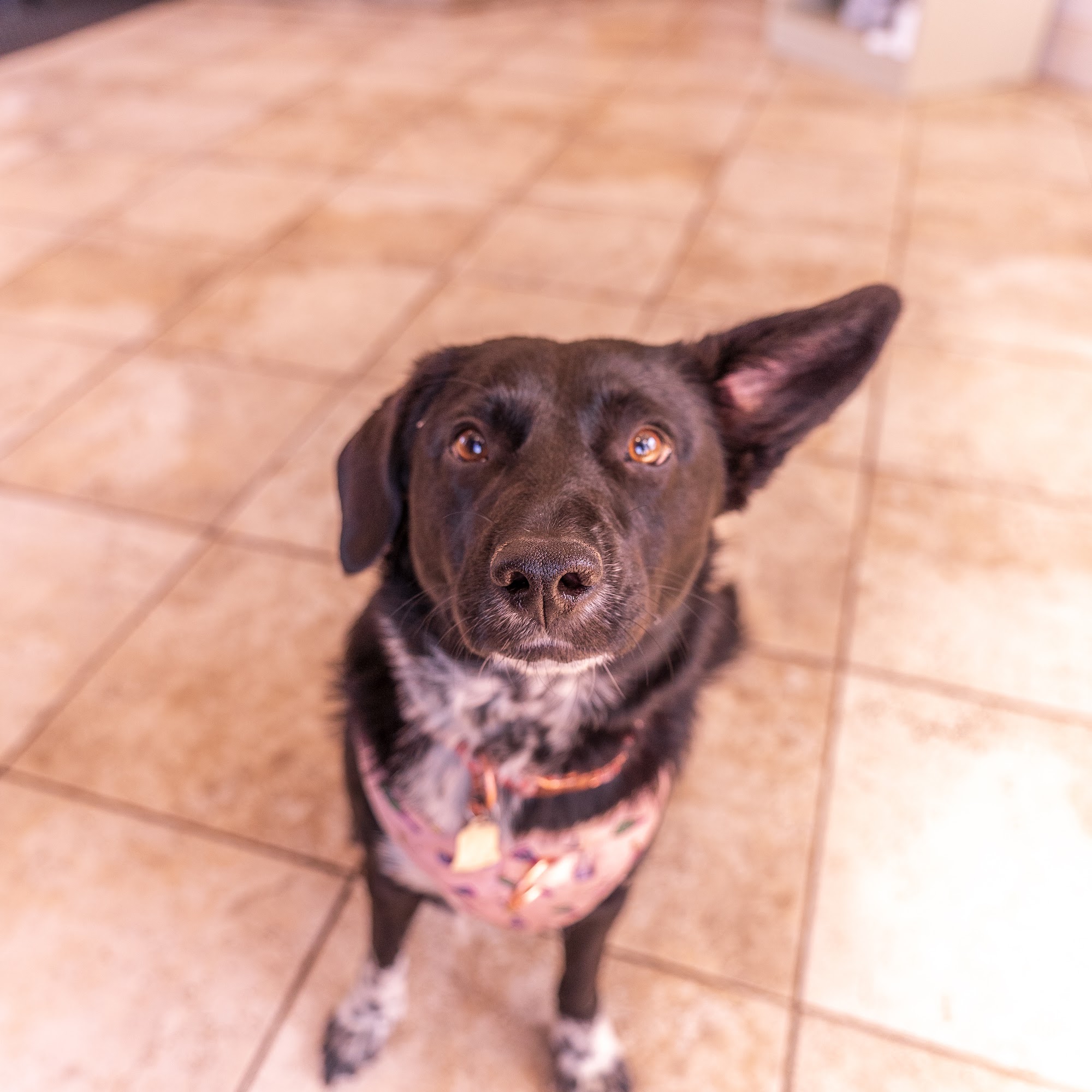 Lakeland Animal Clinic Inc Euclid