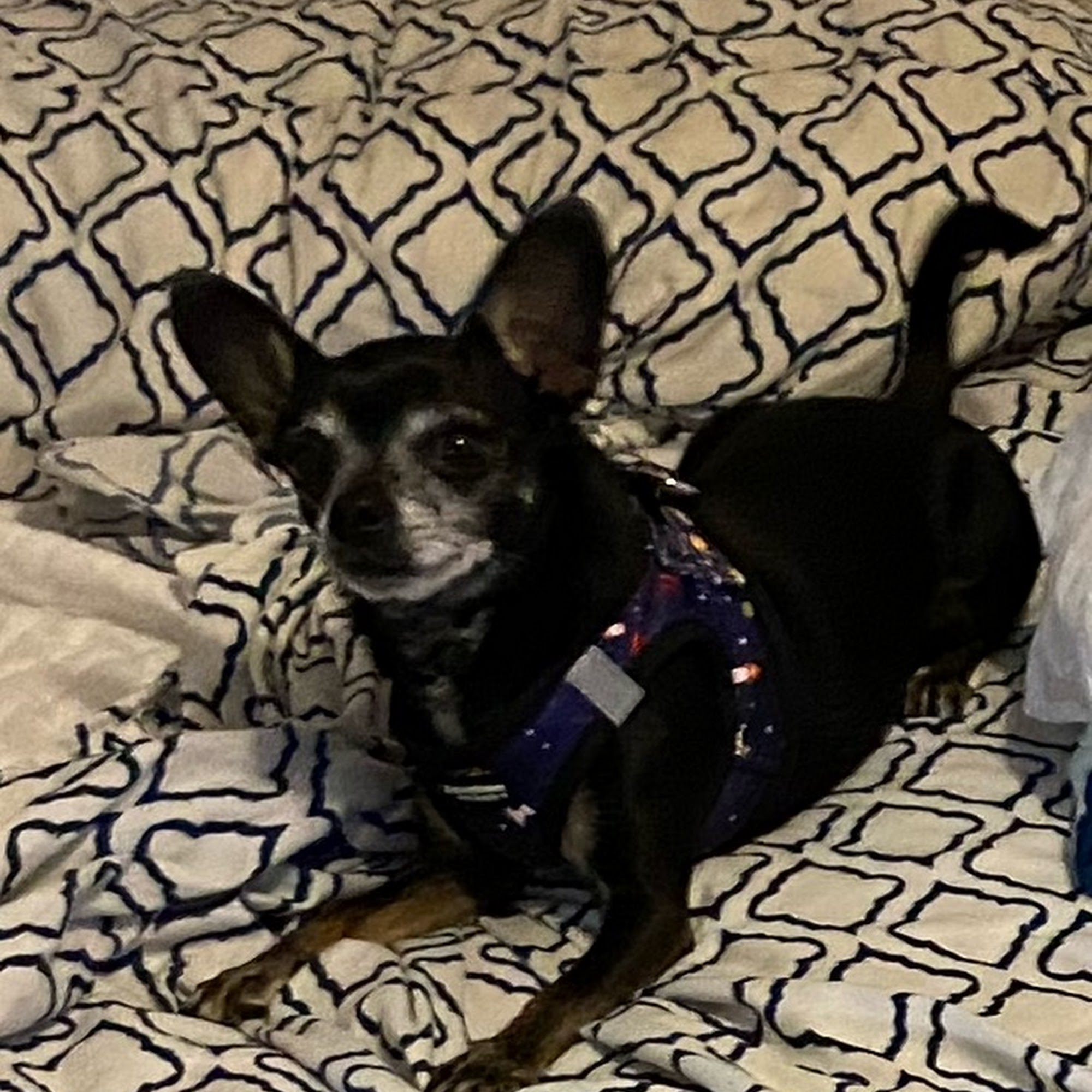 Animal Medical Center of Euclid Euclid