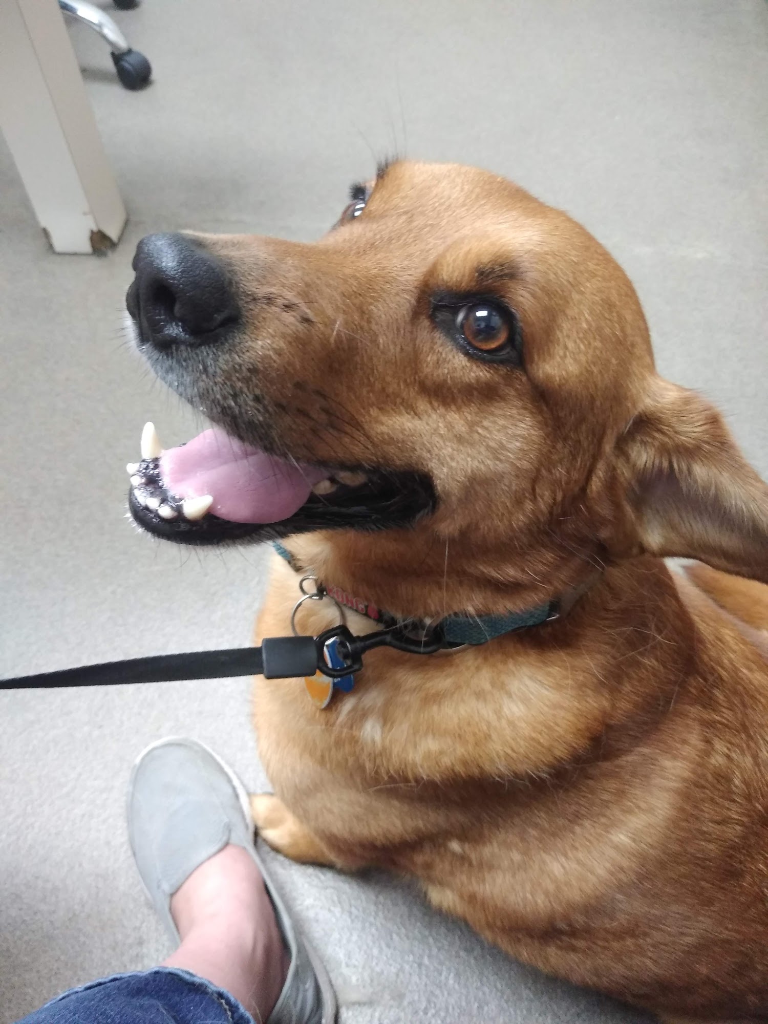 Towne & Country Animal Clinic Fairborn