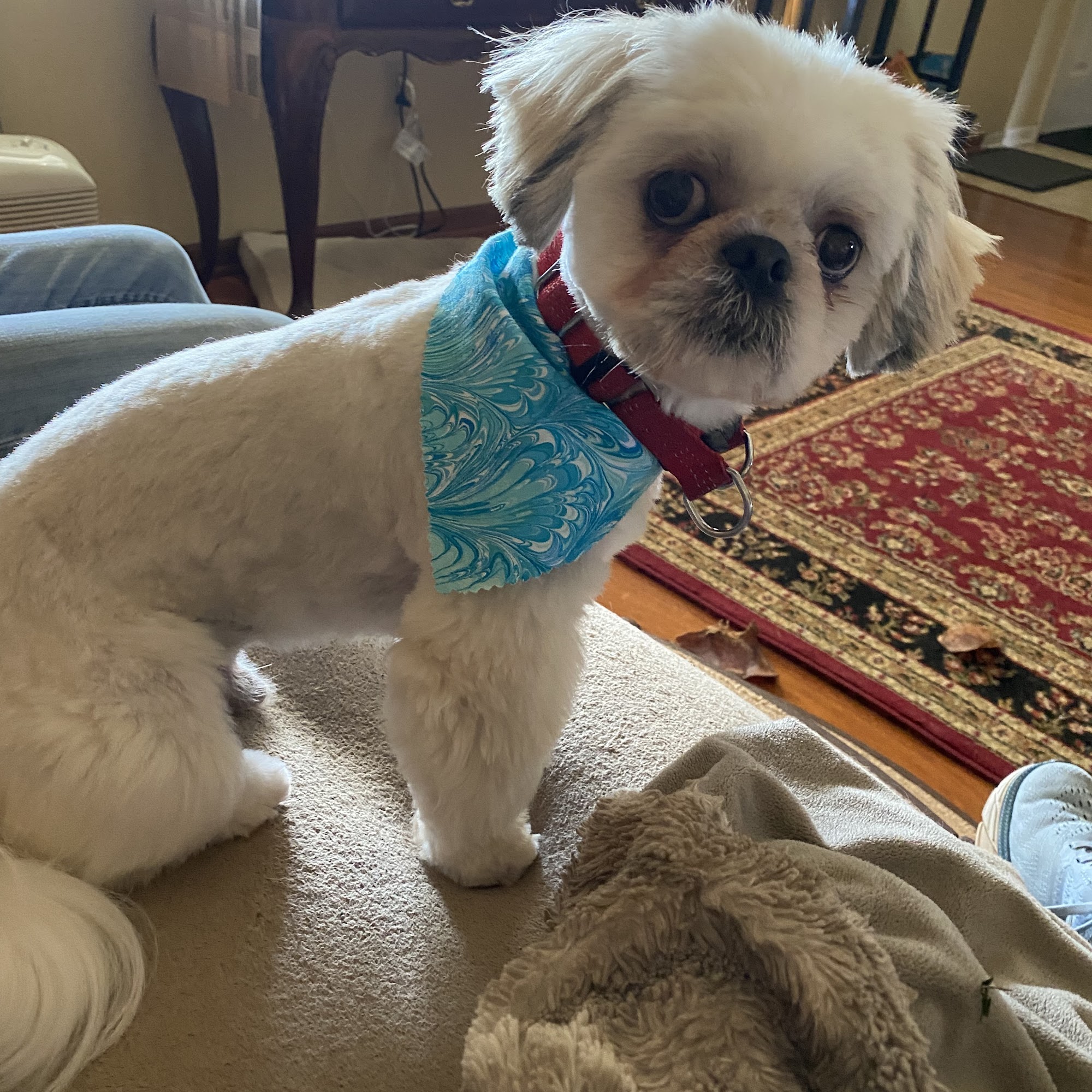 Fairborn Pet Grooming & Board Fairborn