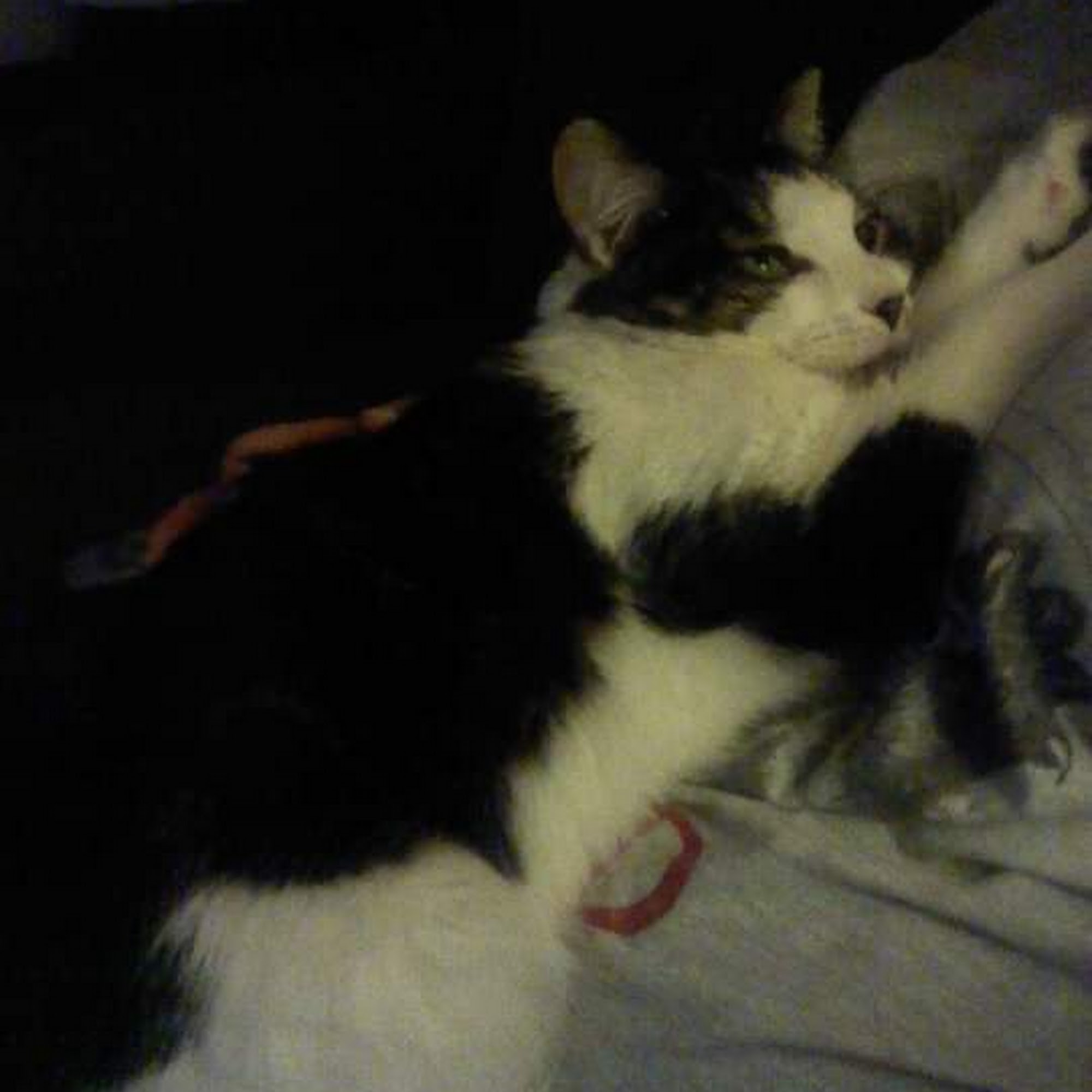 Animal Care Center of Fairfield Fairfield