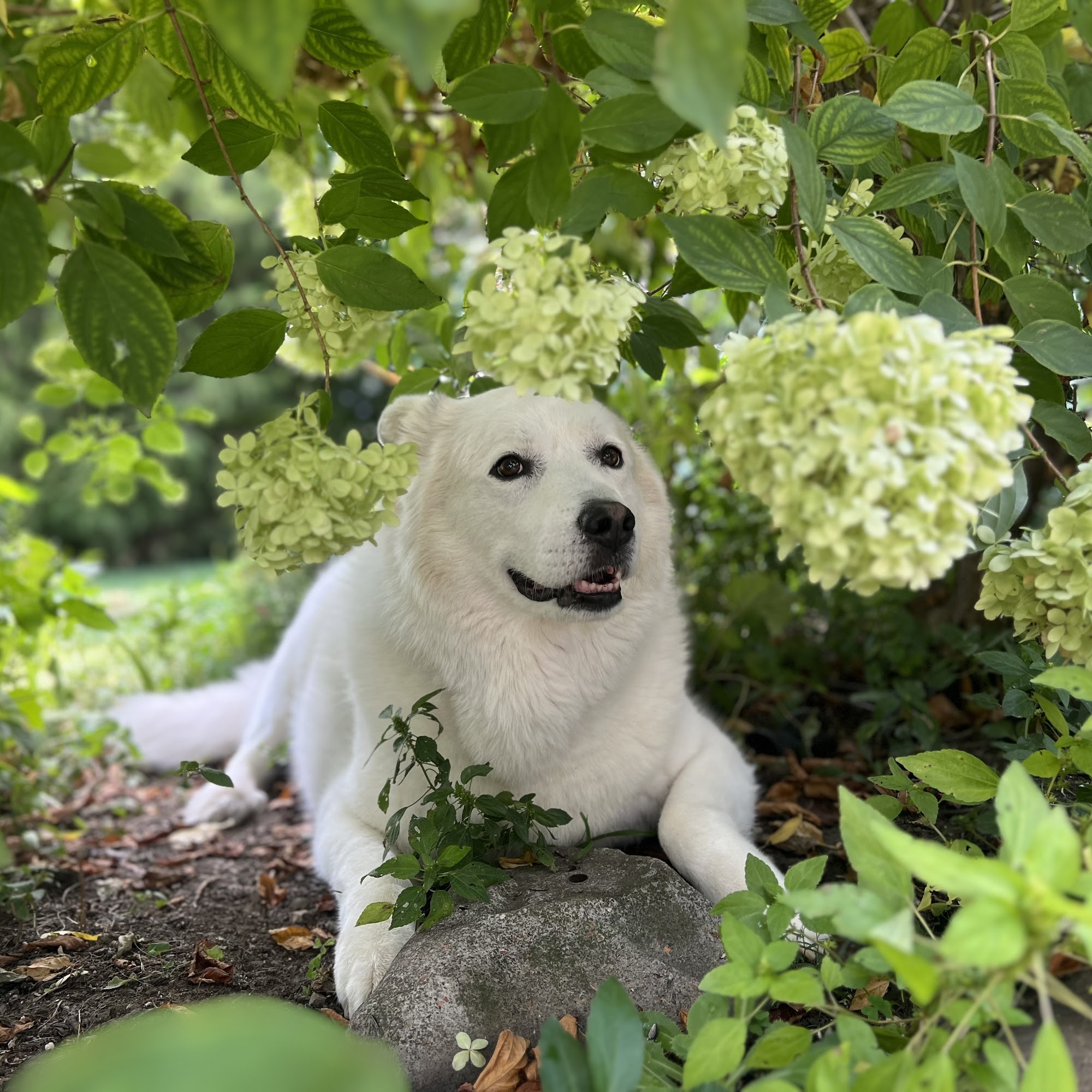 Mike's Mobile Veterinary Service Fairfield