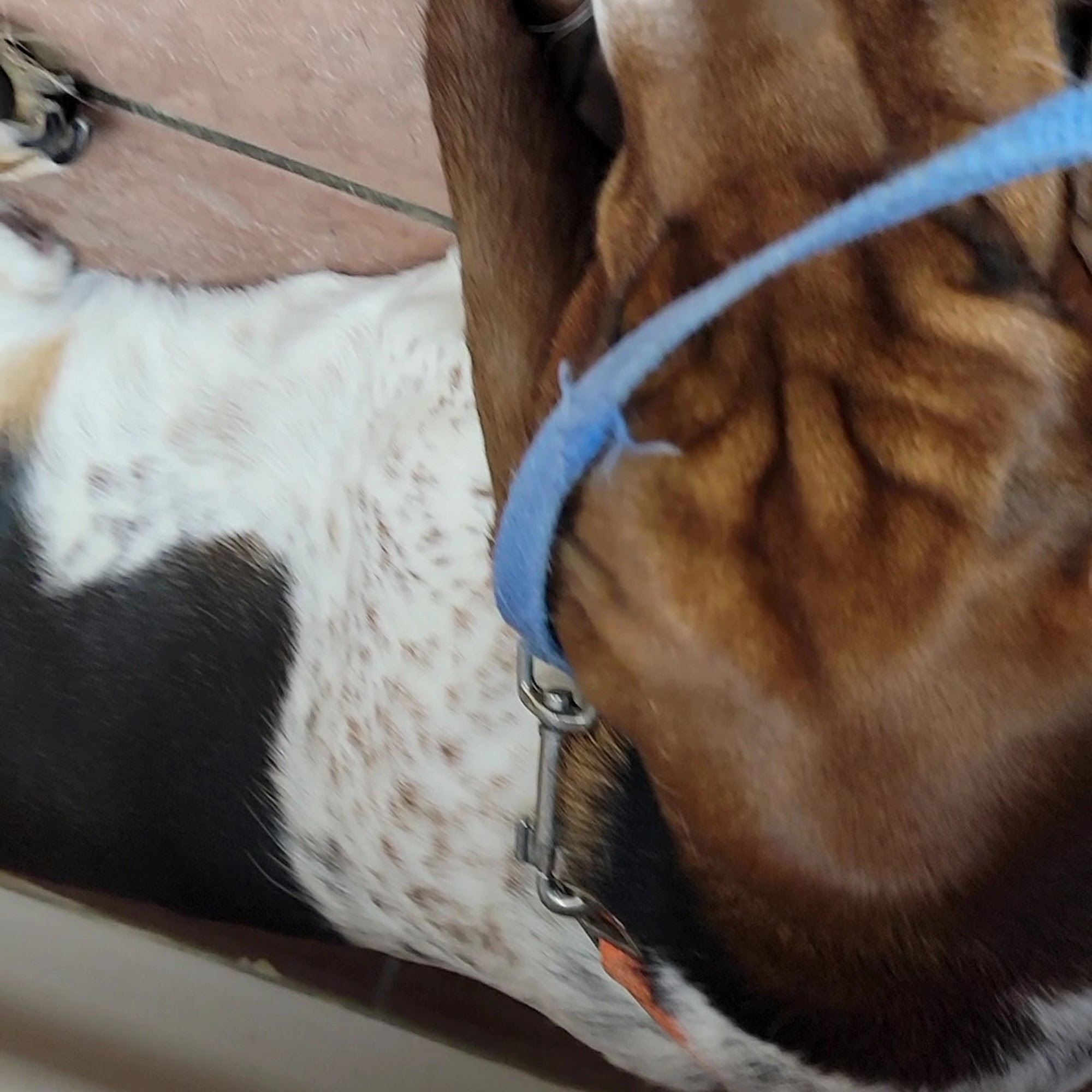 Companion Care Animal Hospital Fairfield