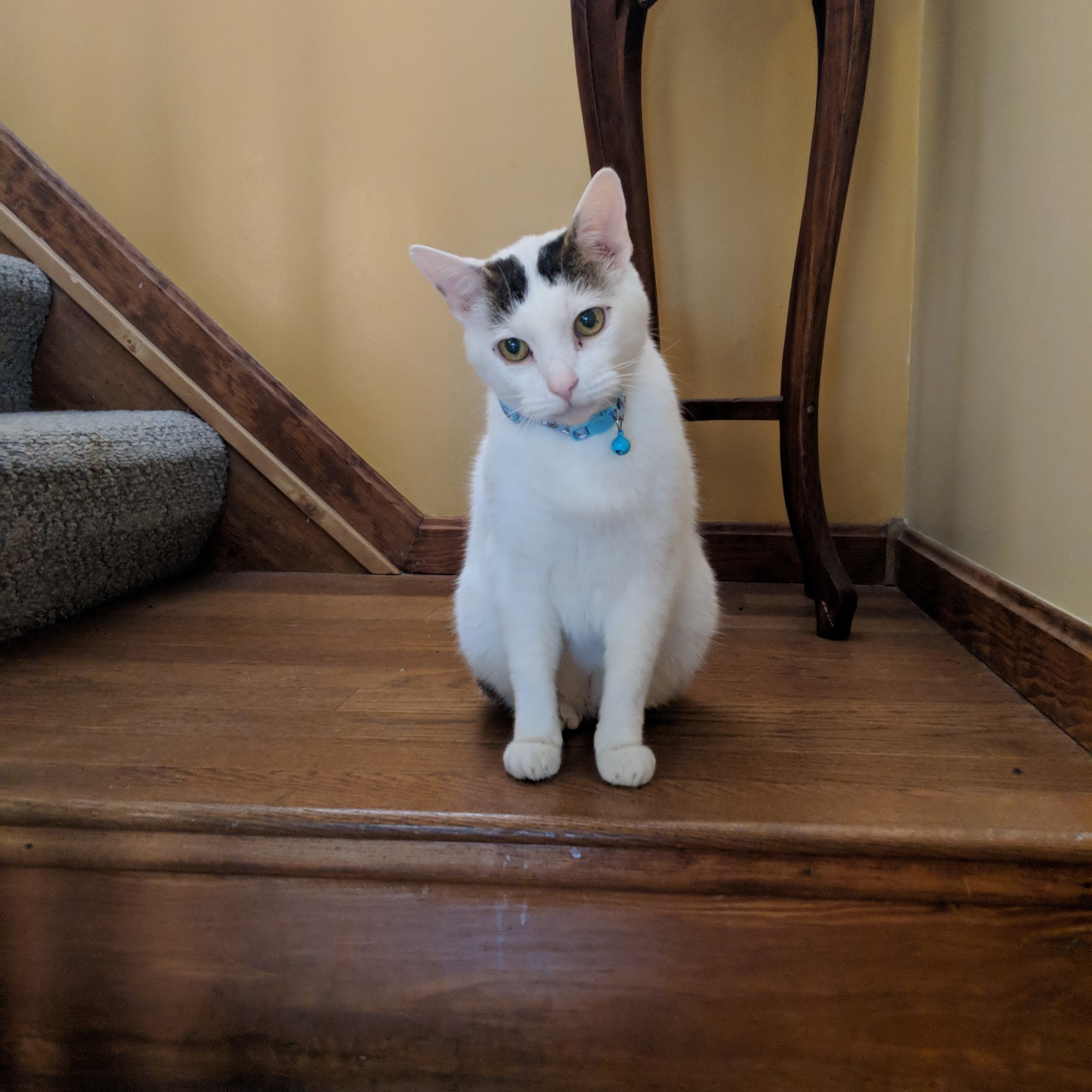 Mt Pleasant Animal Hospital Fairfield