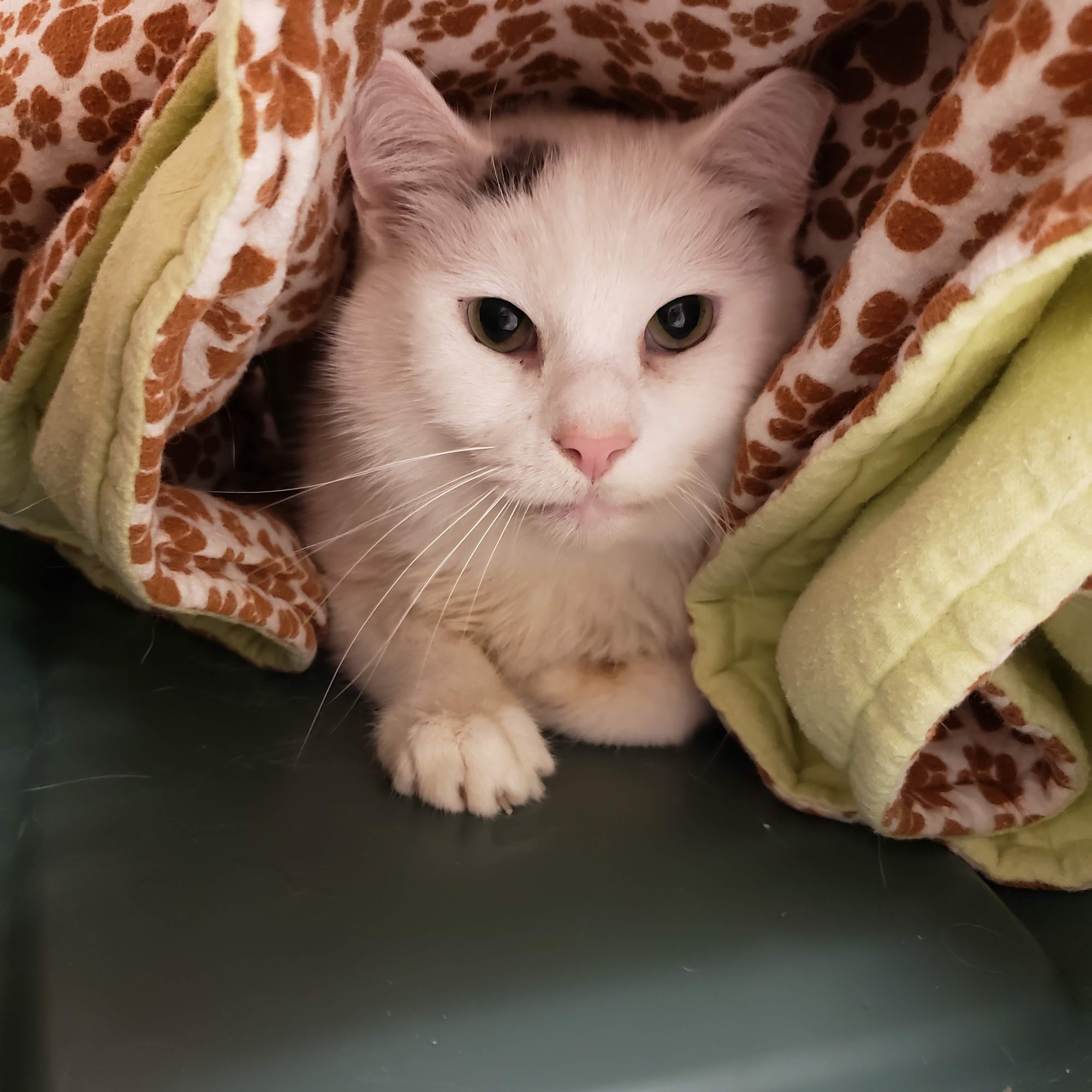 Woodridge Veterinary Hospital Fairfield