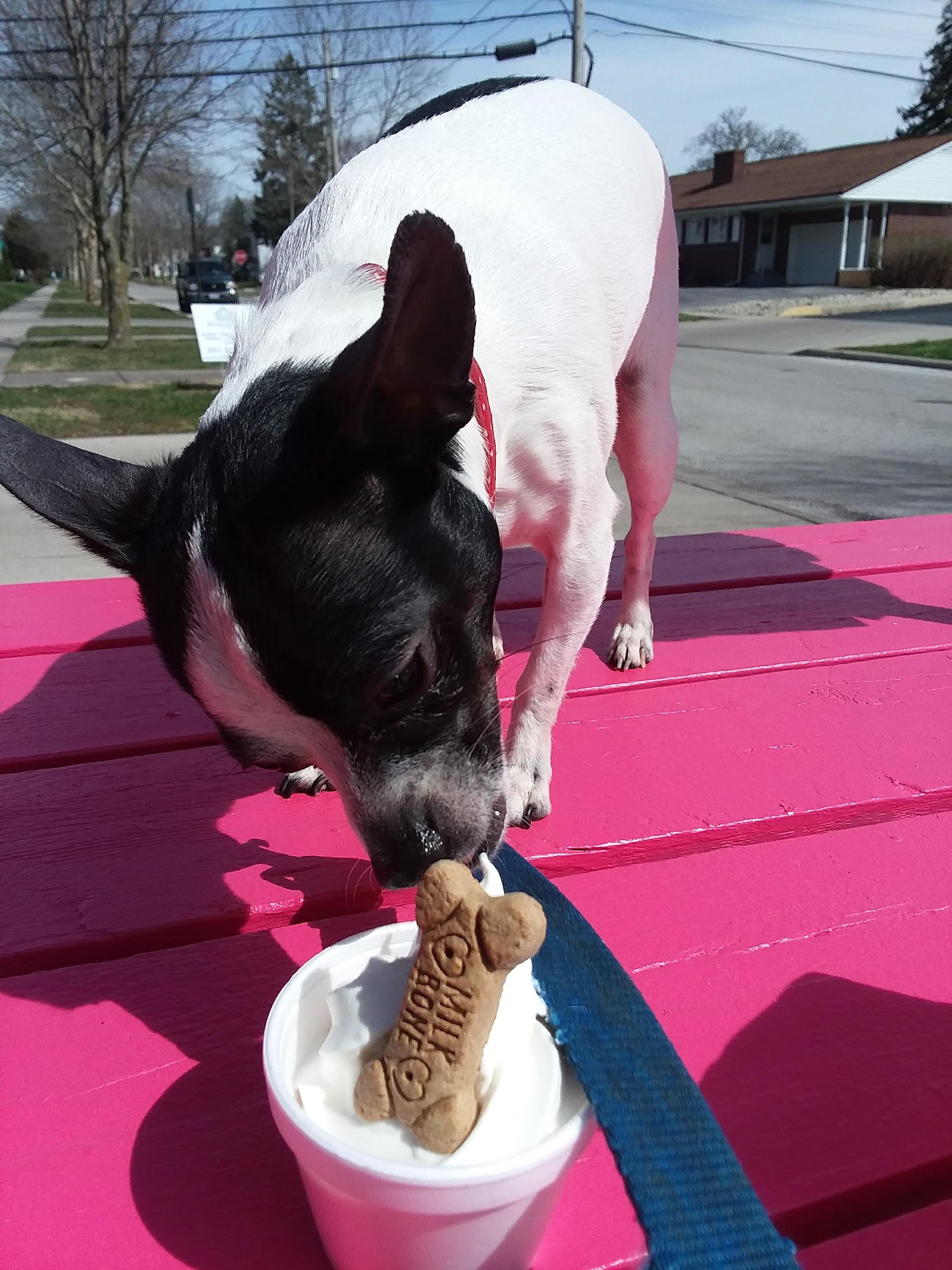 Jolly Dipper Findlay