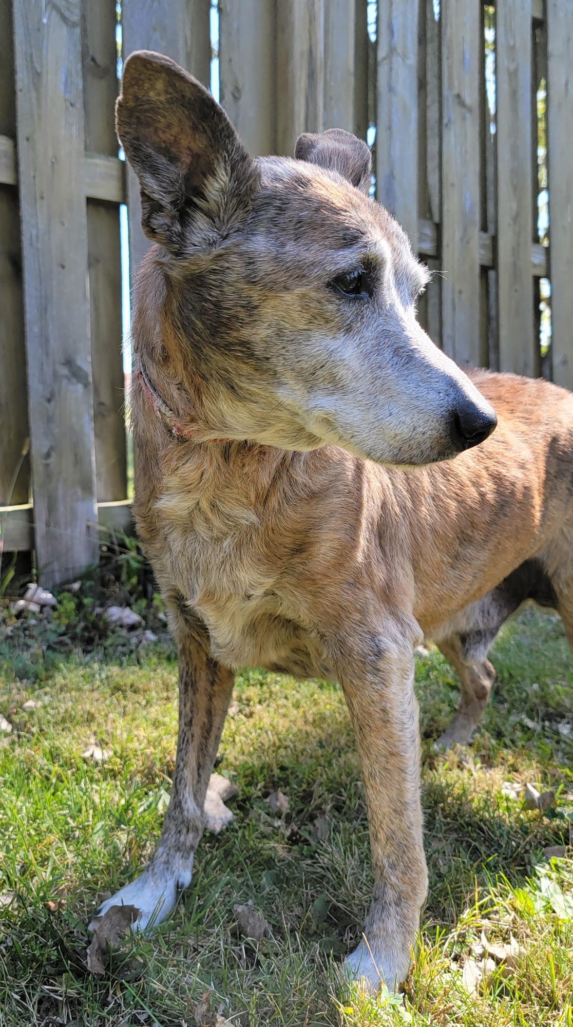 VCA Findlay Animal Hospital Findlay