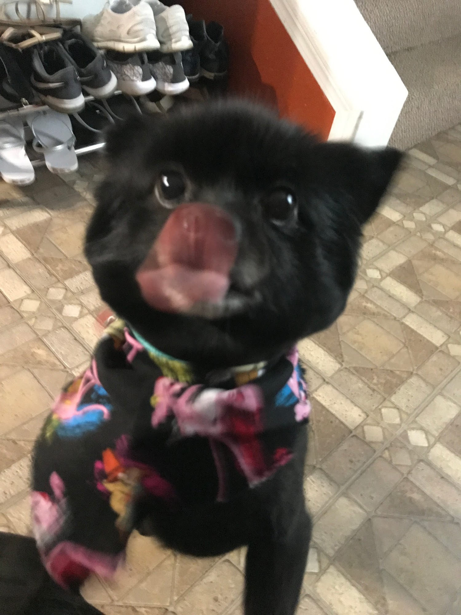 Barking Barber Findlay