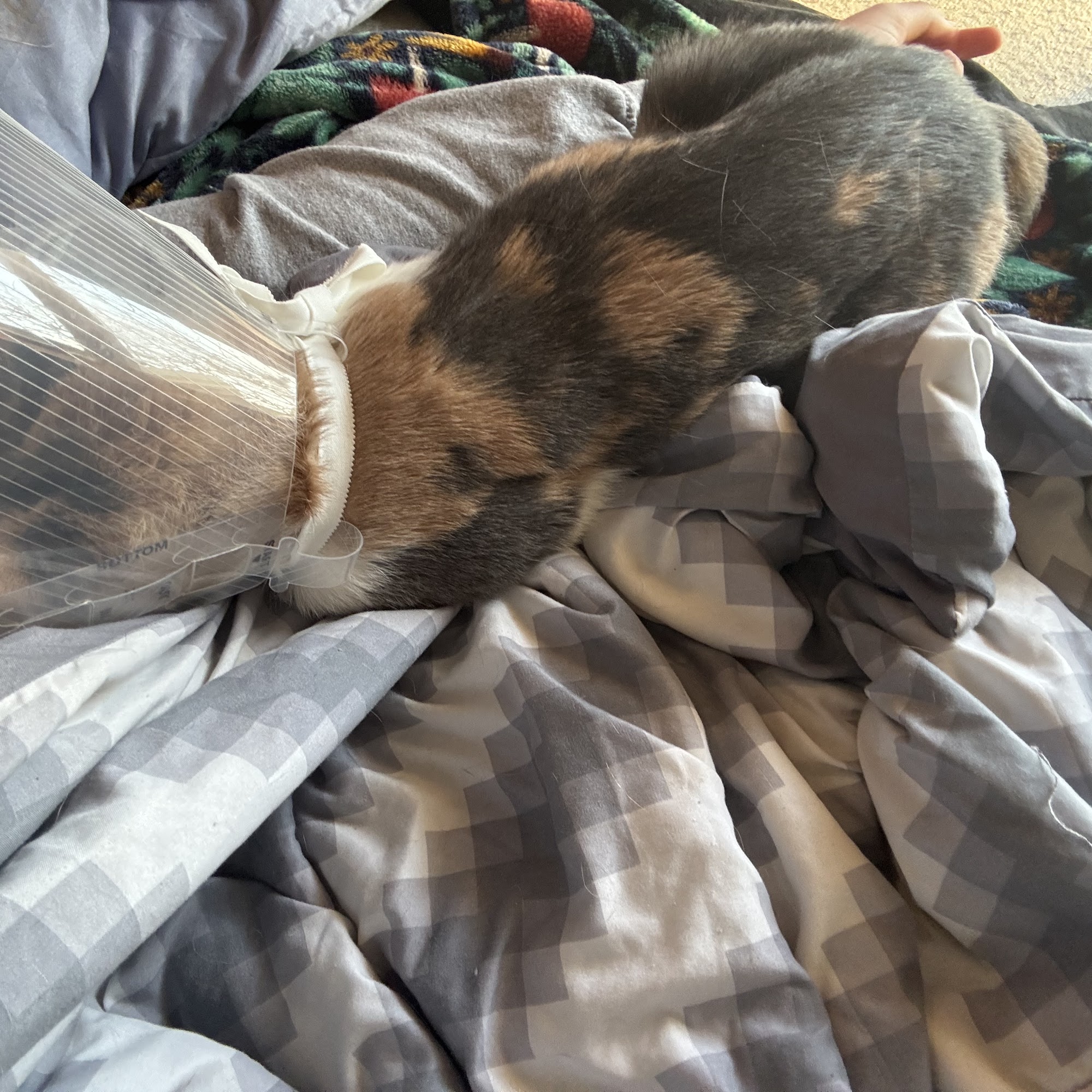 Fostoria Pet Hospital Fostoria