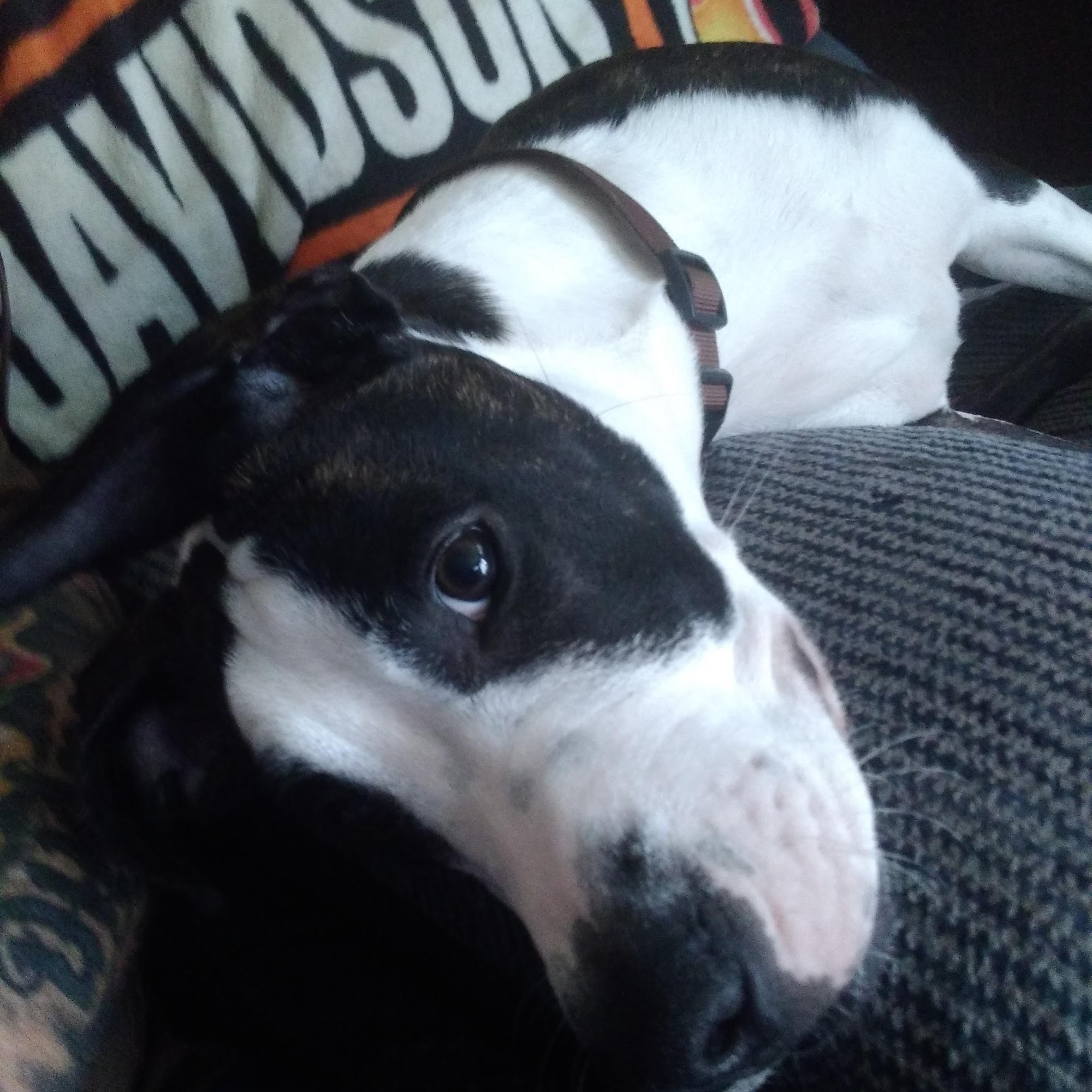 Fostoria Pet Hospital: Seidler Chris A DVM Fostoria