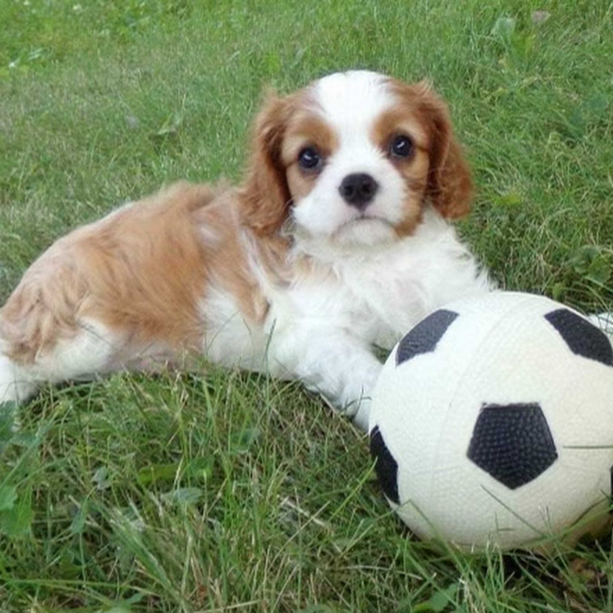 Paws Place Clip & Care