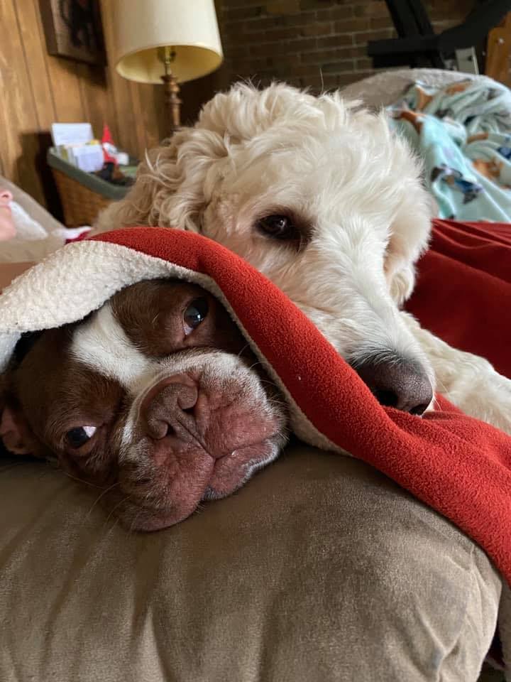 Paws Place Clip & Care