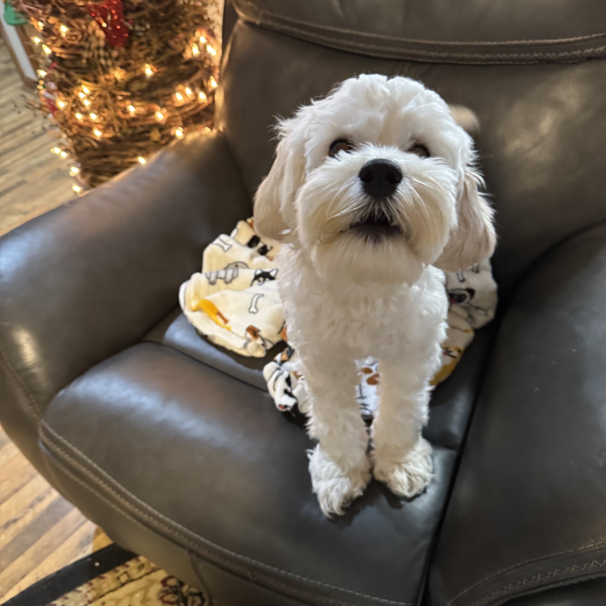 Kkm Veterinary Clinic Franklin