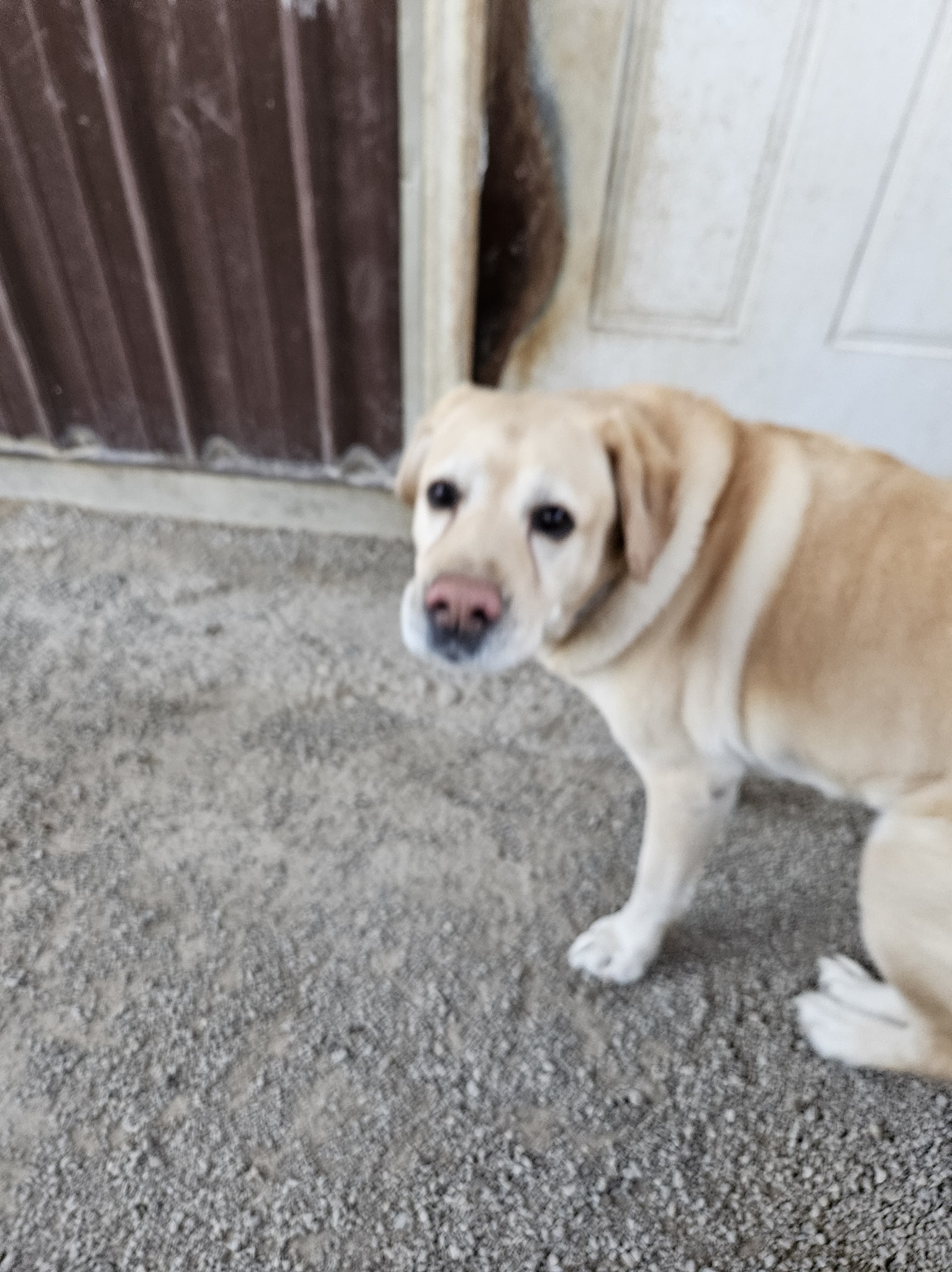 Lindsays Doggy Day Spa Fredericktown