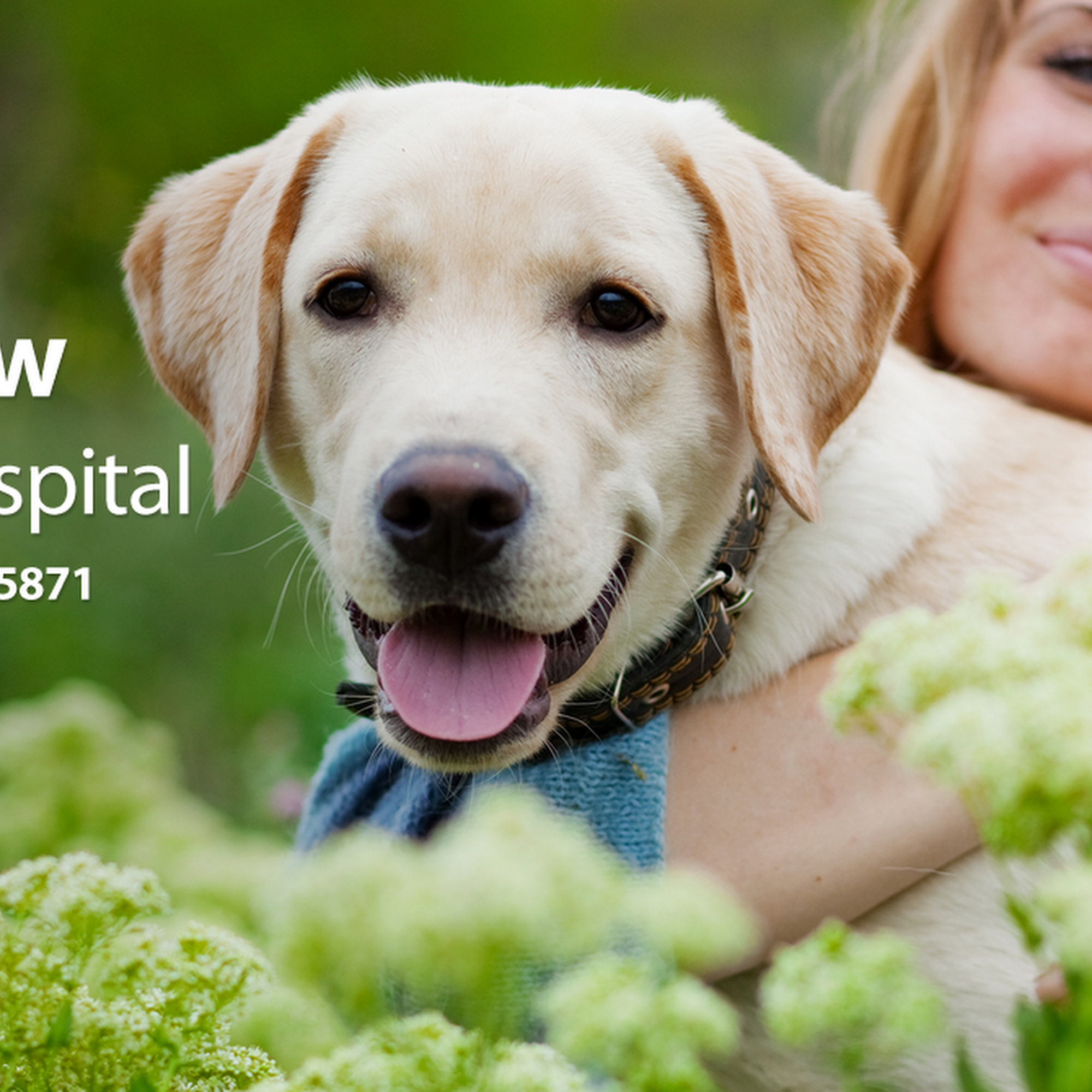 Westview Veterinary Hospital Fremont