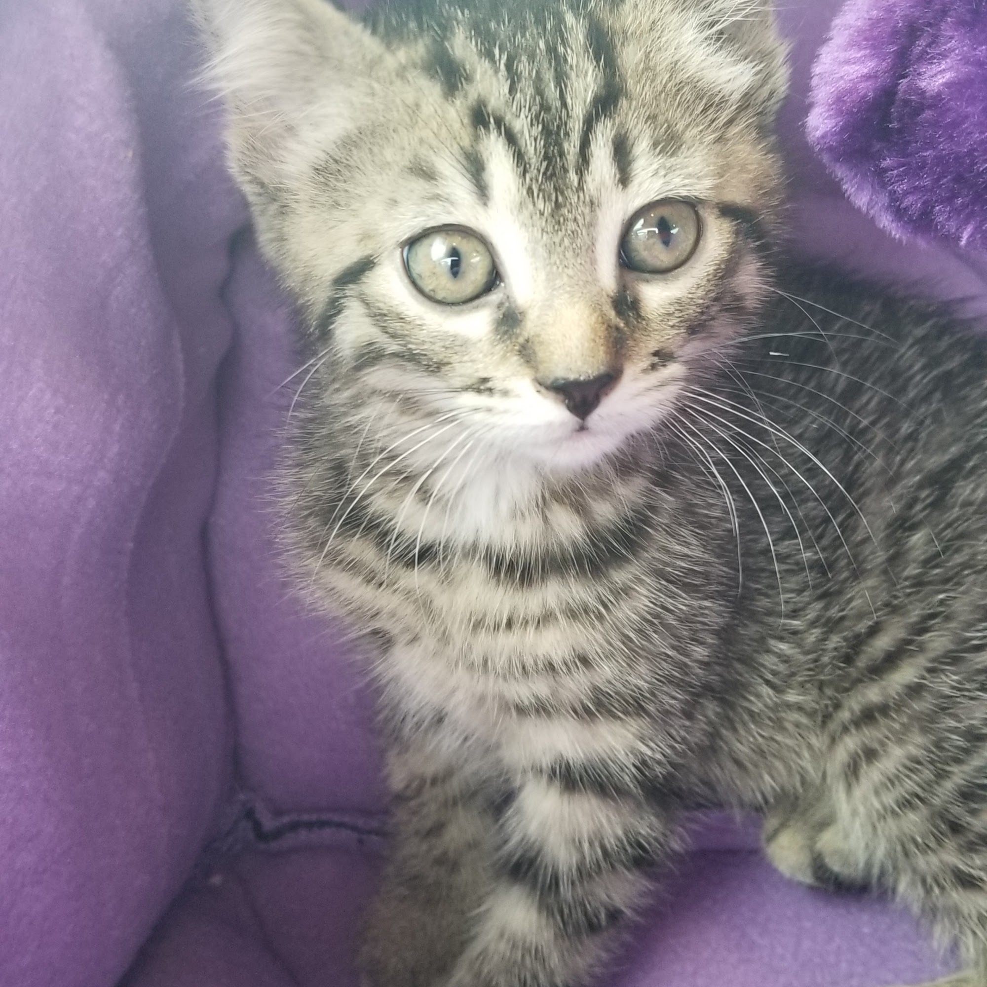 Countryside Veterinary Clinic Fremont