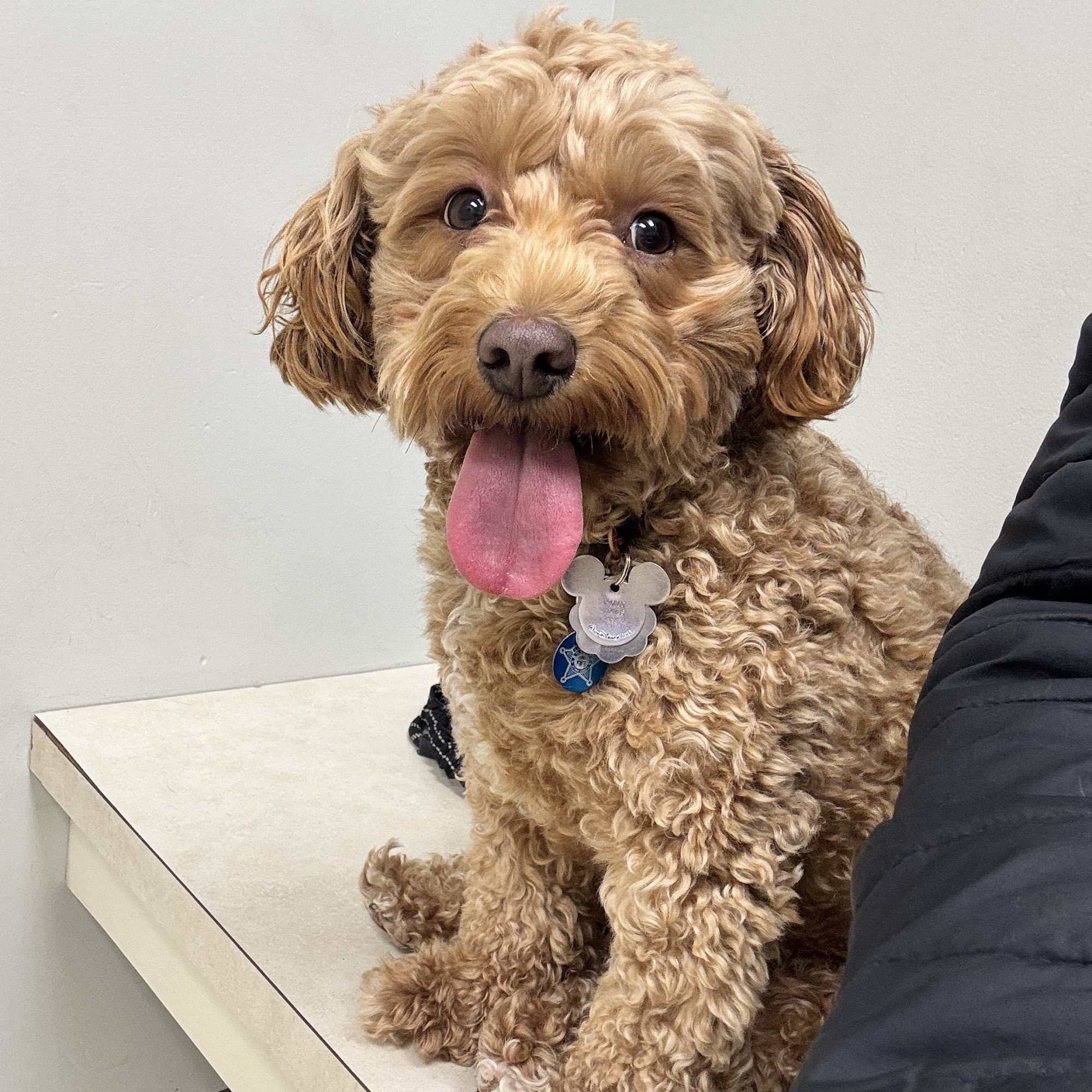 Fremont Animal Hospital Fremont