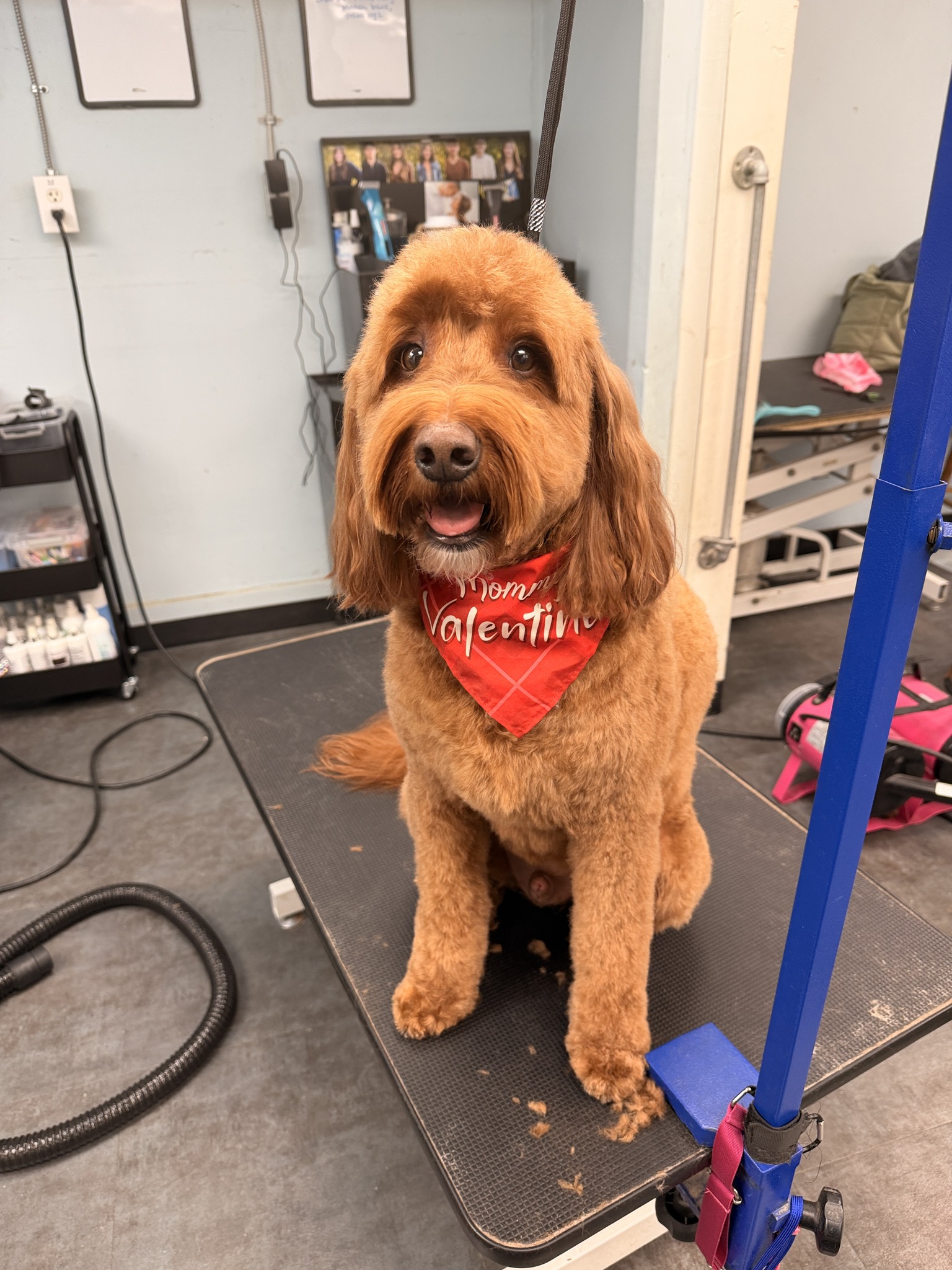 Professional Grooming Fremont