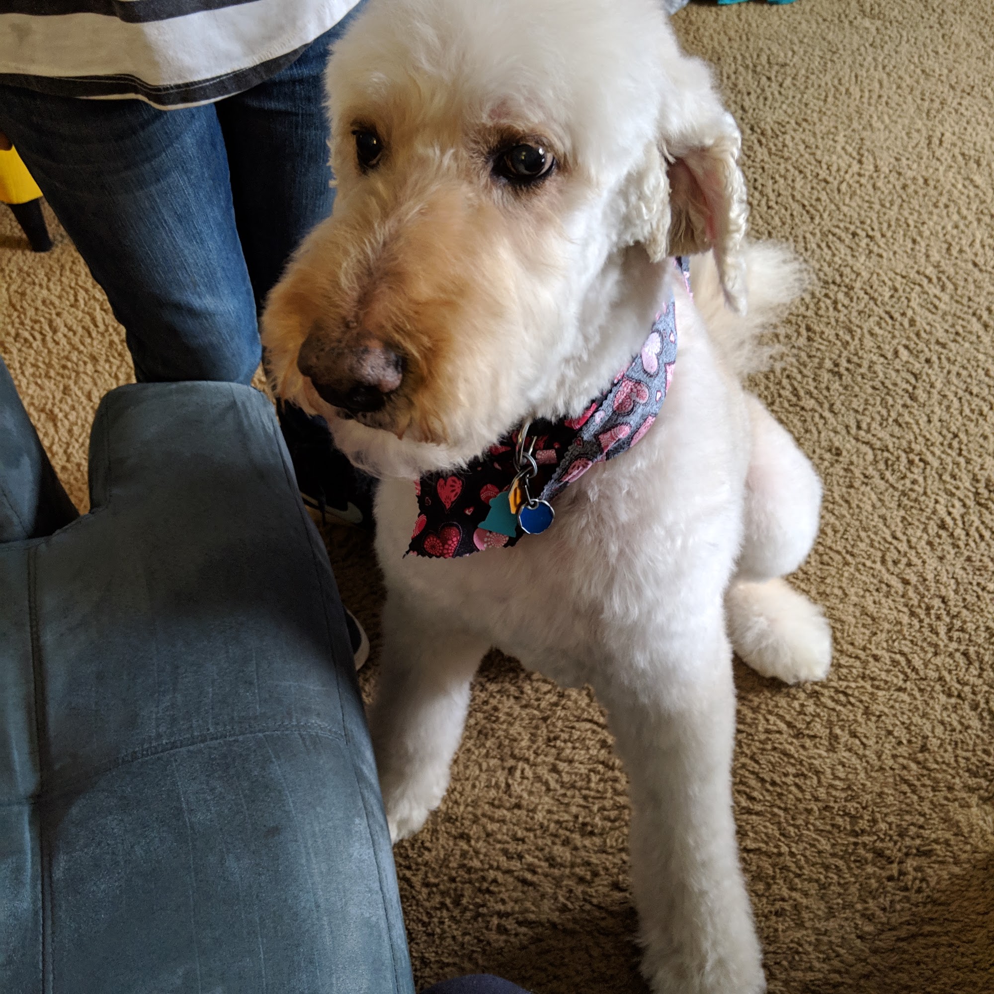 Shear Delight Pet Salon Fremont