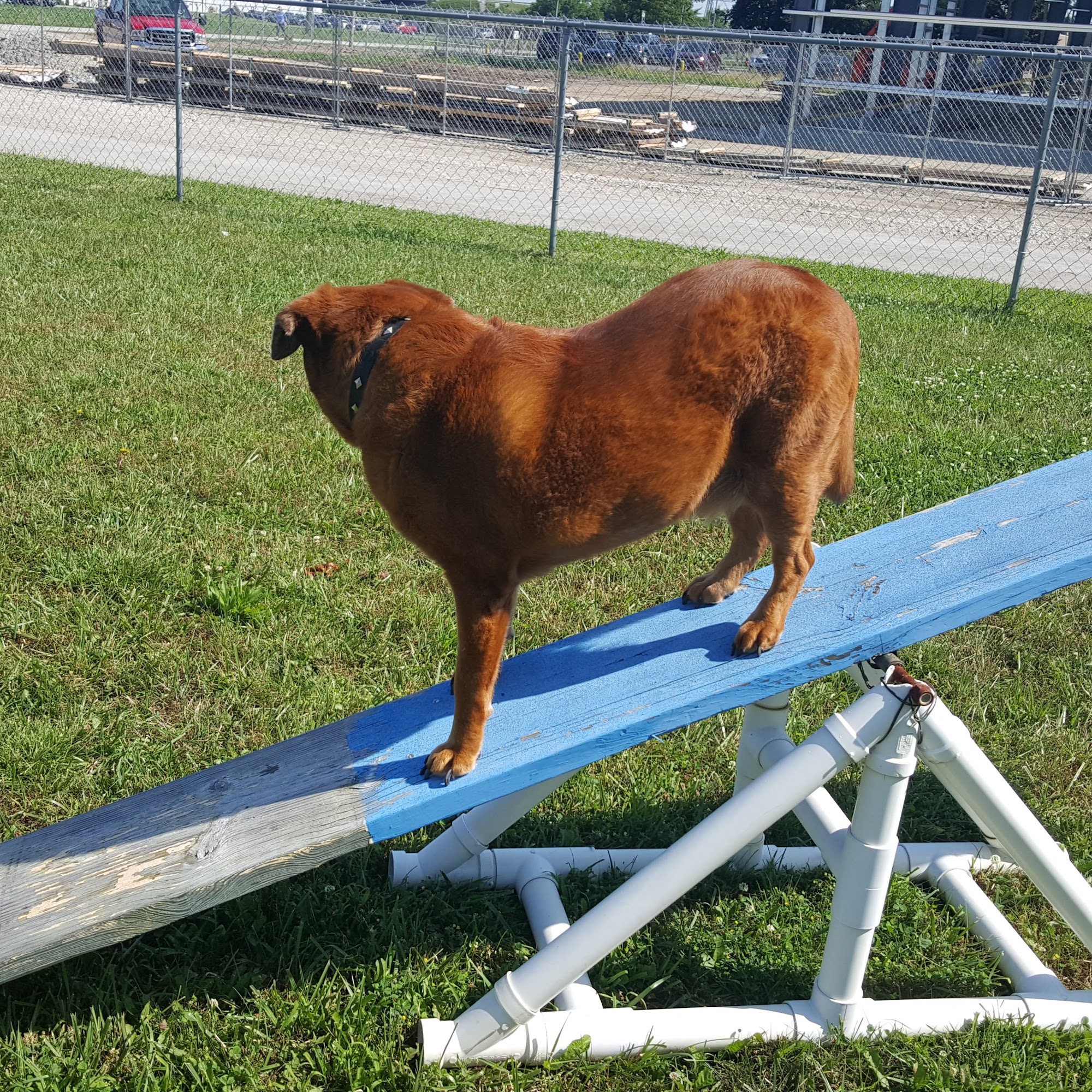 Canine Bliss Fremont