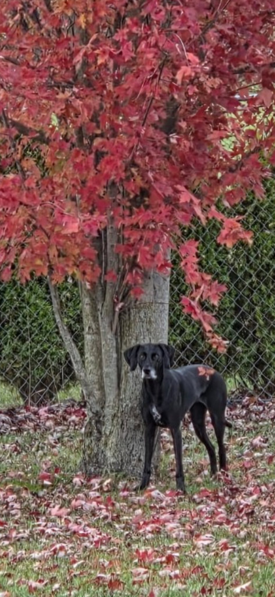 Agility & Rally For Fun Dog Gahanna