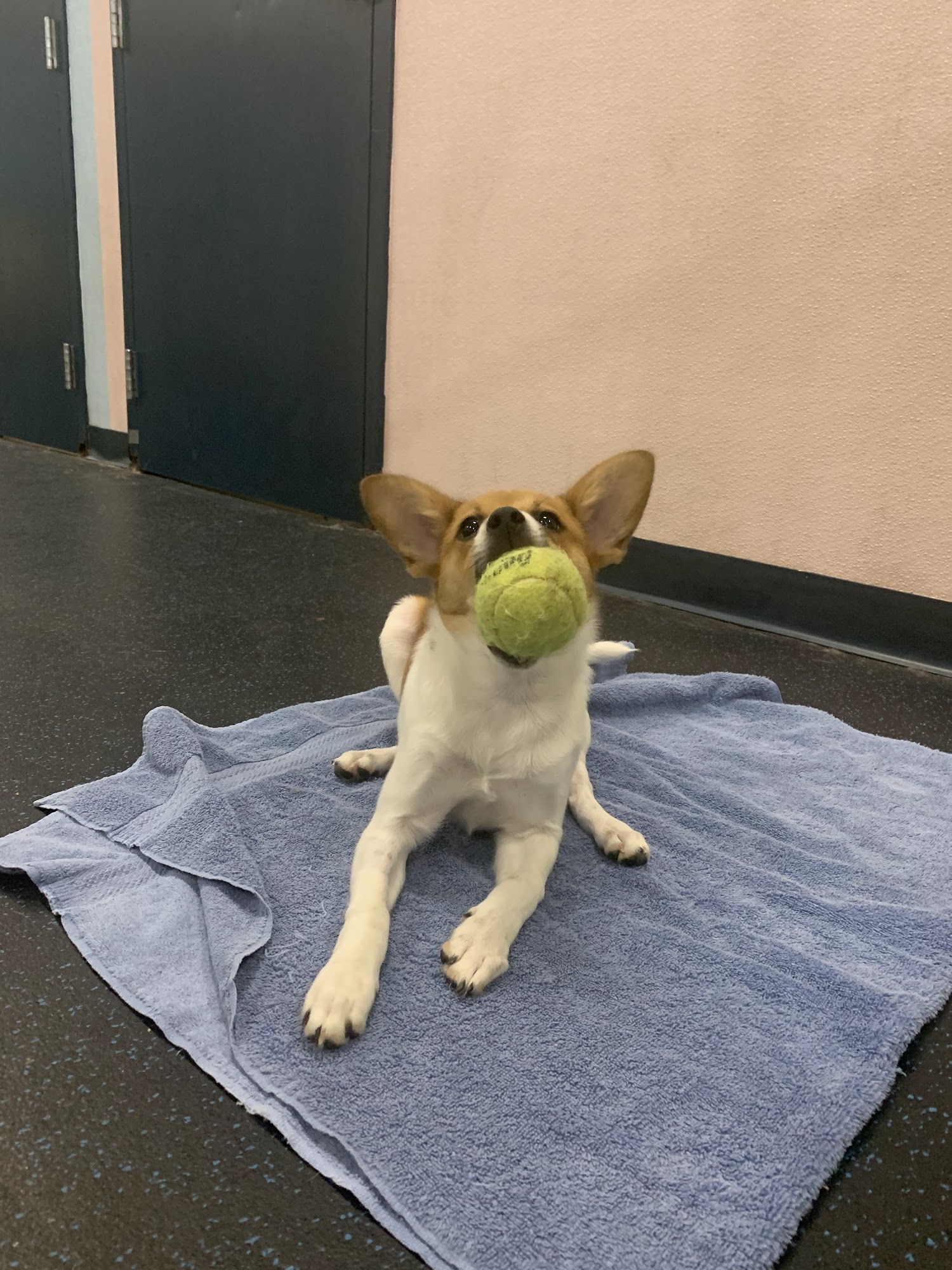 Reale Dog Training Gahanna