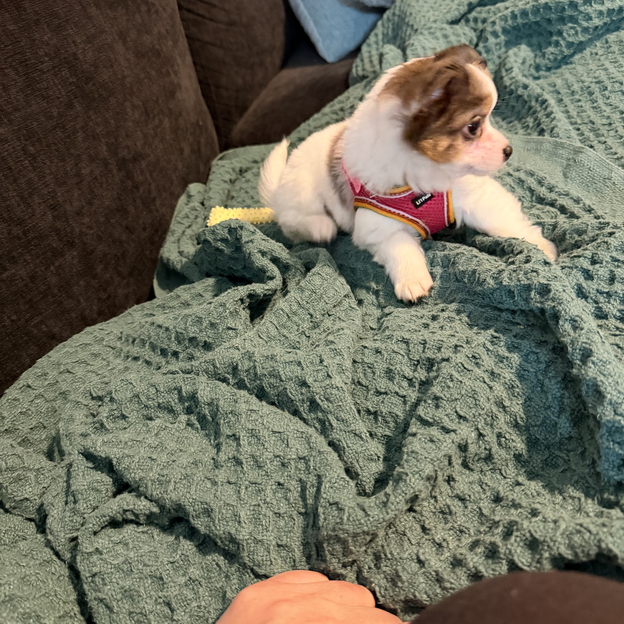 Petland Gahanna Gahanna