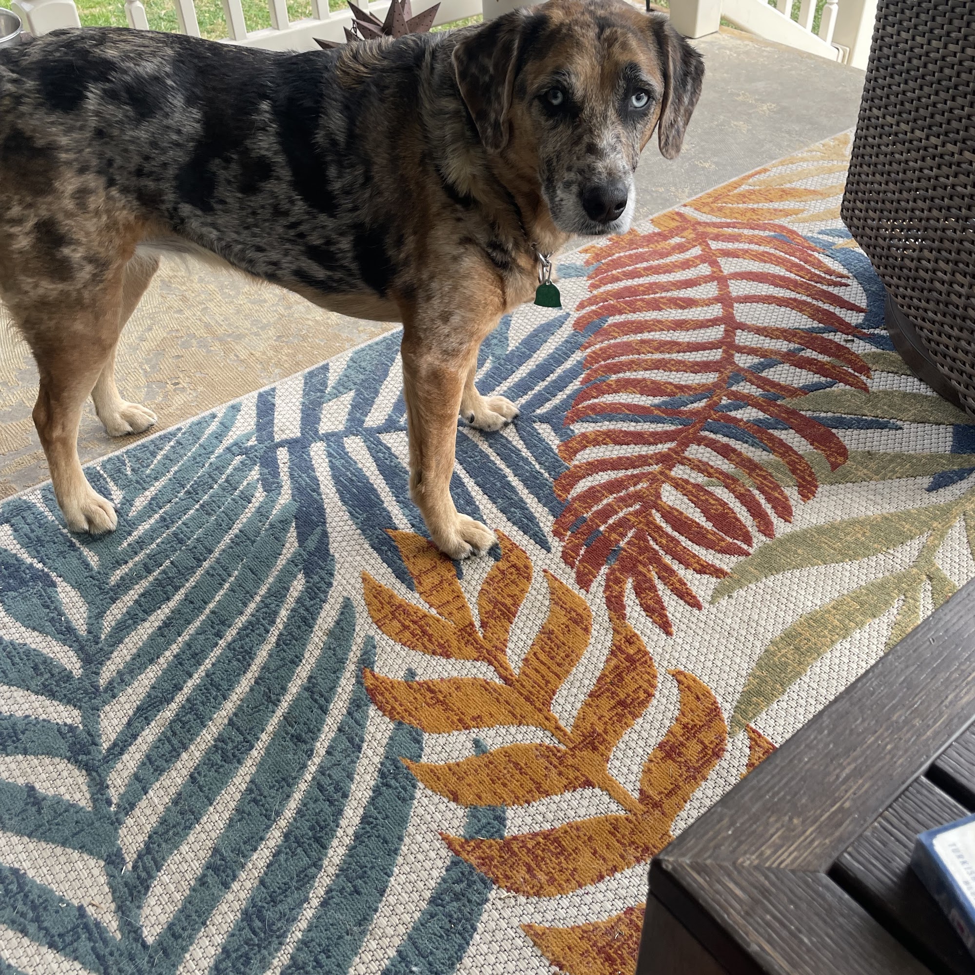 French Town Veterinary Clinic Gallipolis