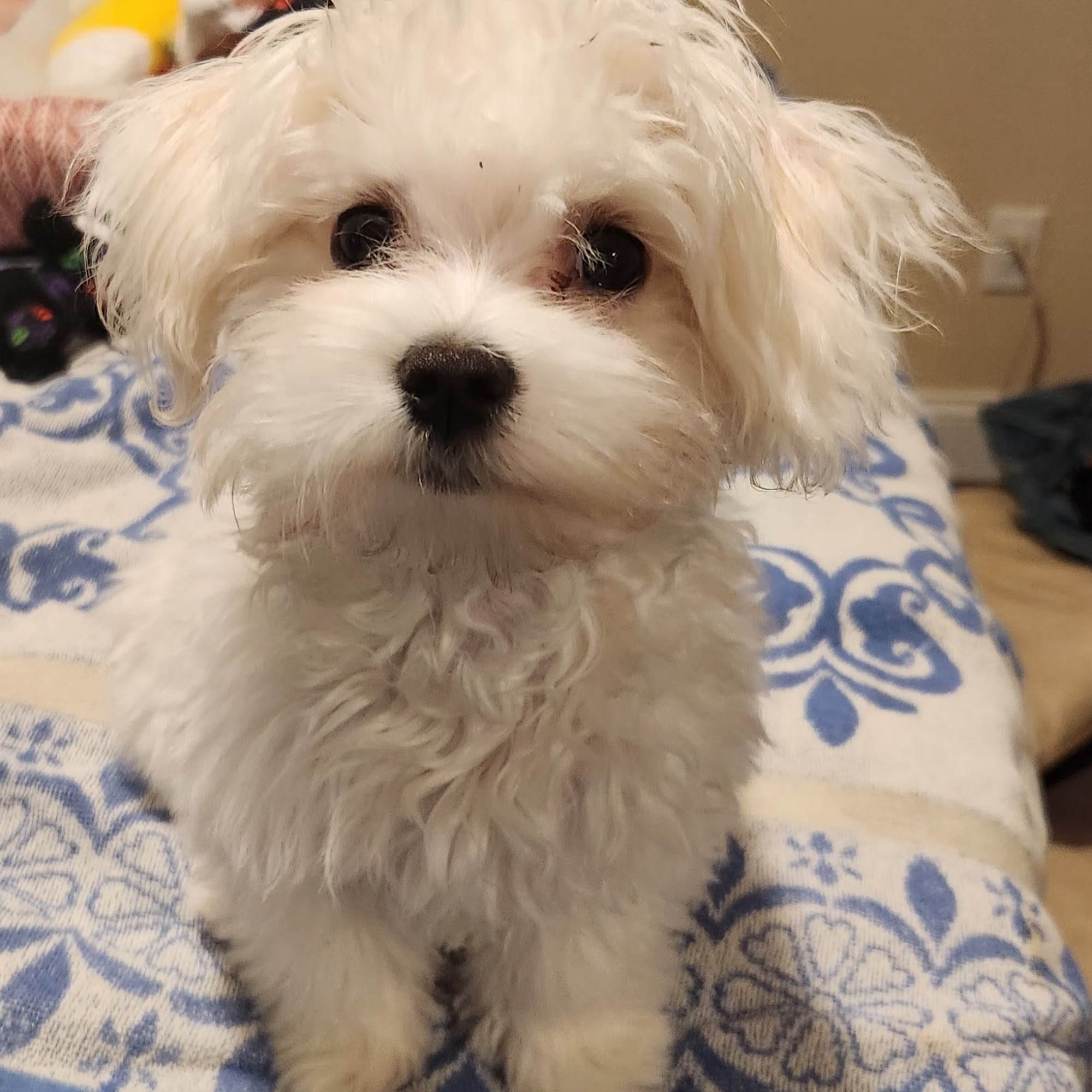 Riverbend Animal Clinic Gallipolis