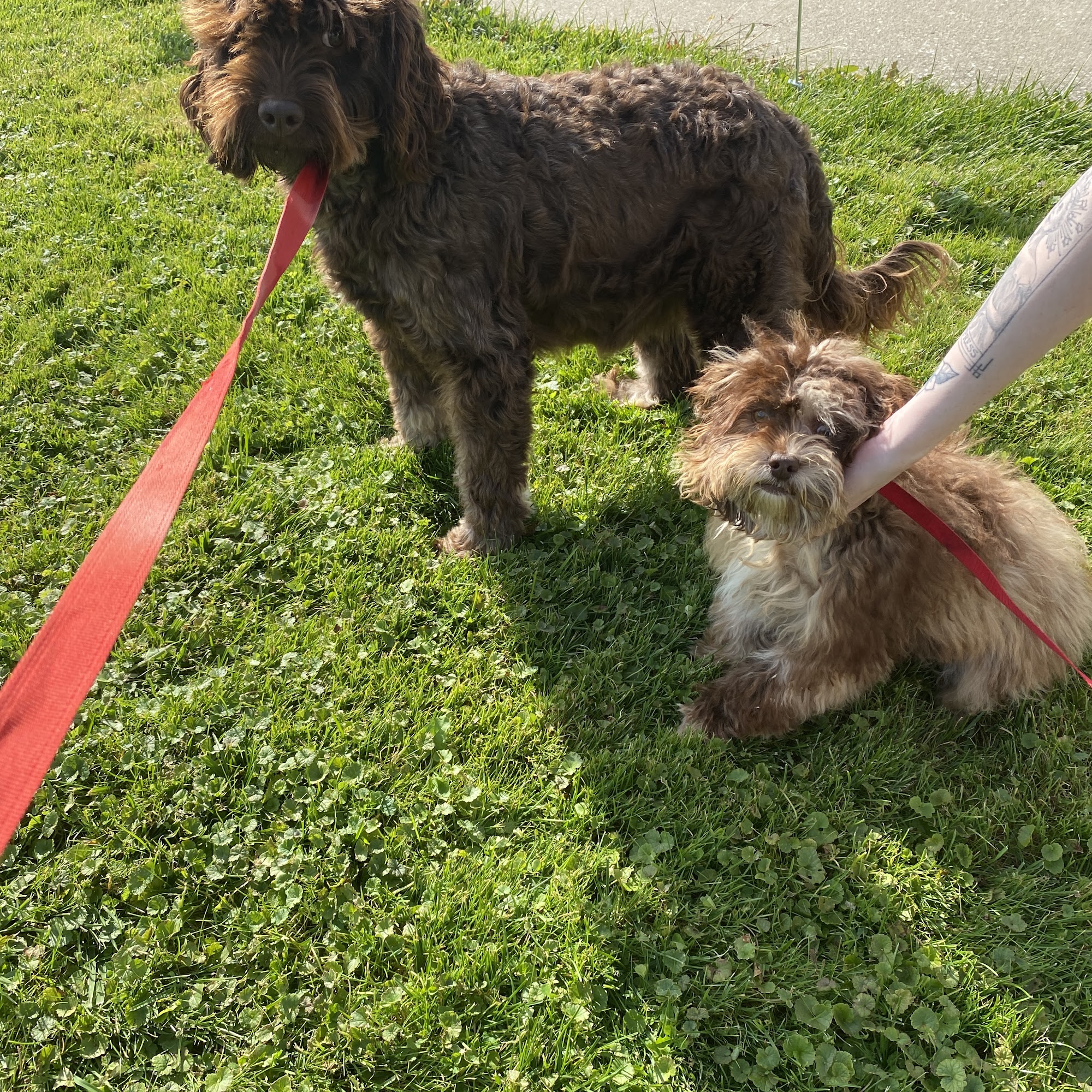 Just A Walk Home Kennel Garrettsville