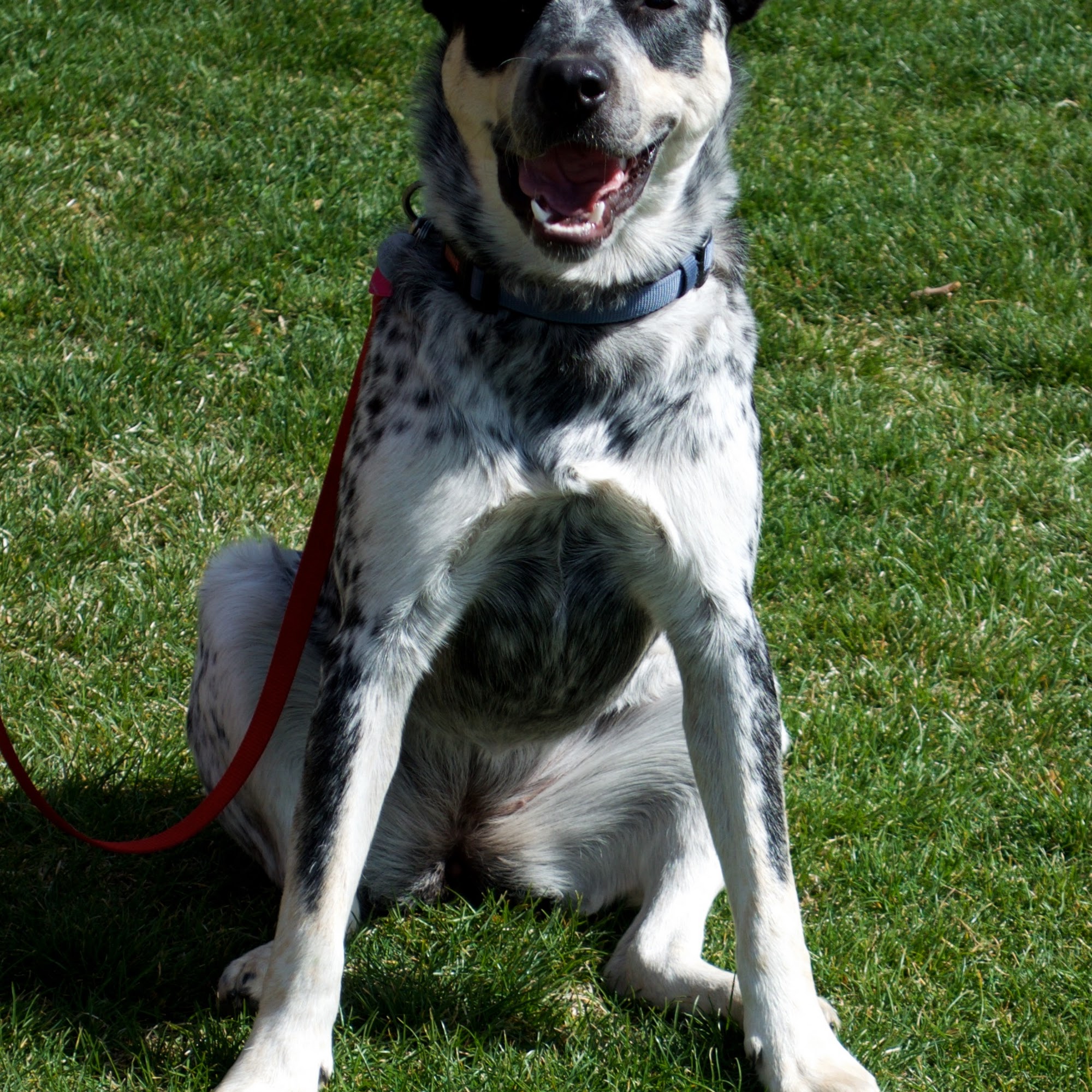 Four Legged Scholars LLC Garrettsville