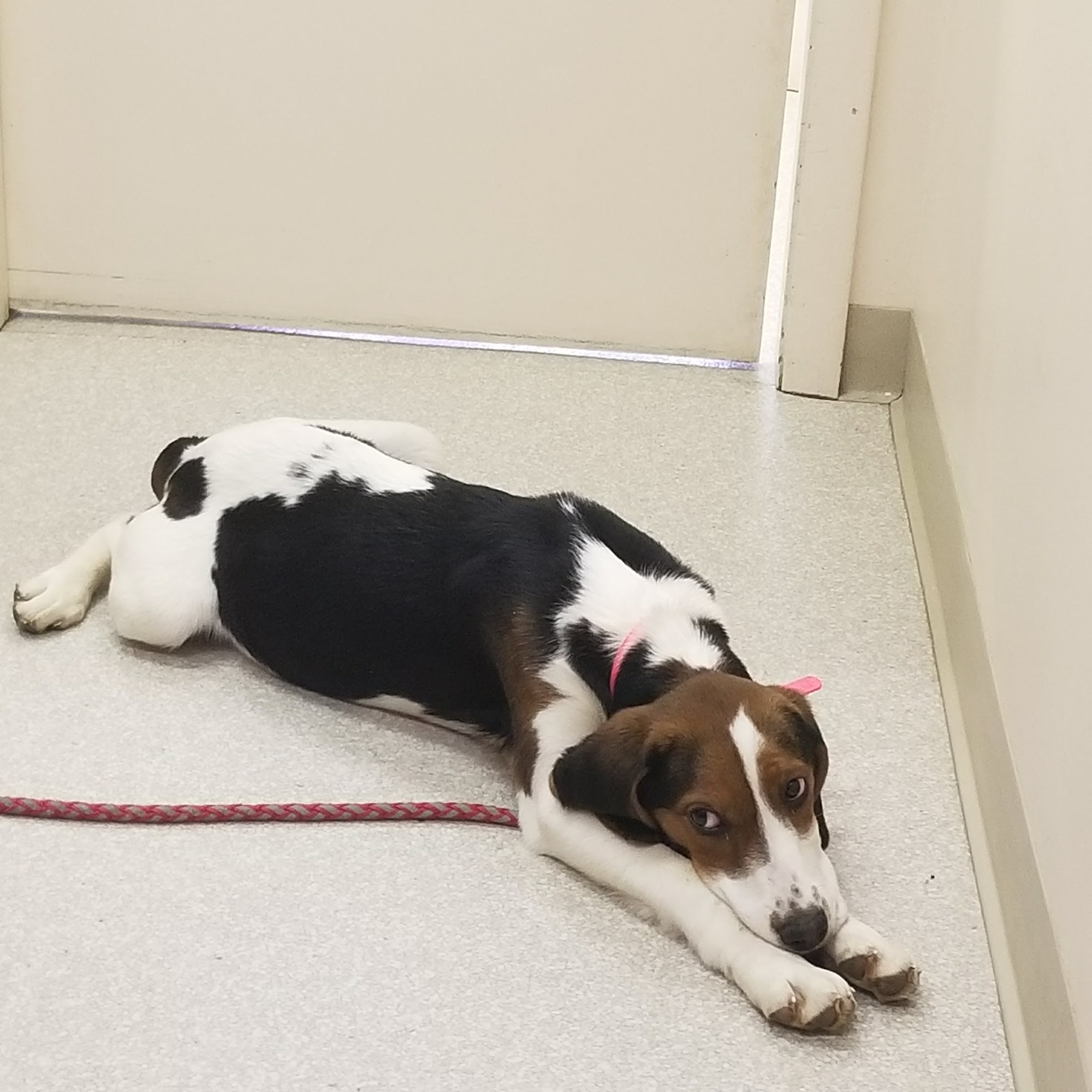 Geneva Veterinary Clinic Geneva