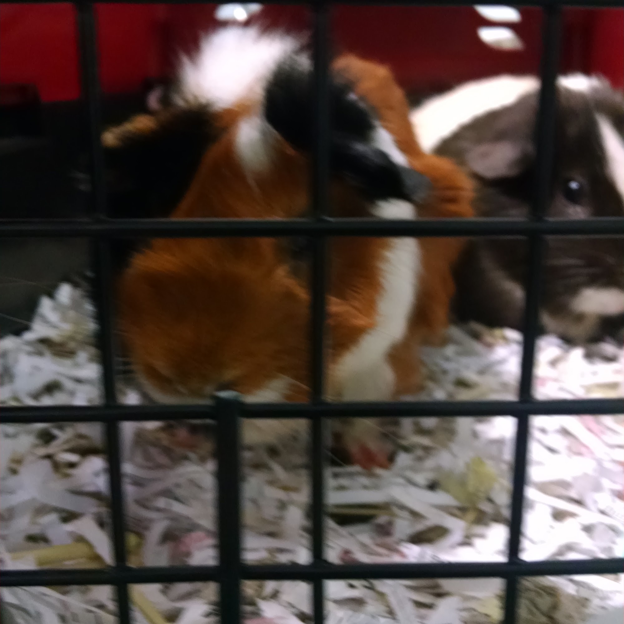 Georgetown Animal Hospital Georgetown