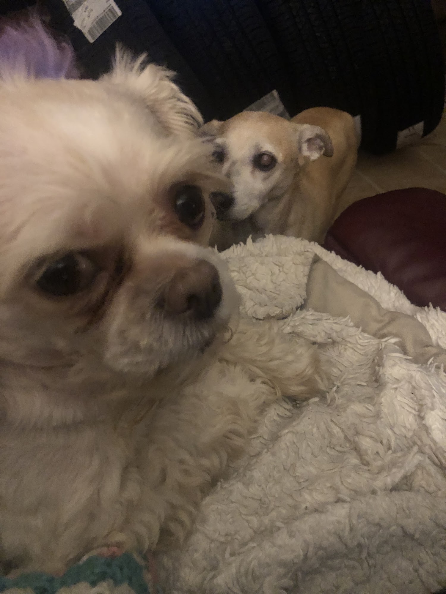 Biehl Karolyn DVM Georgetown