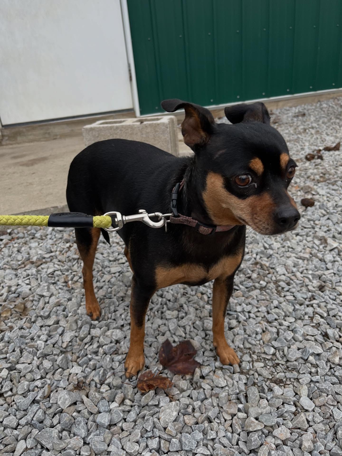 Jowls and Meows Georgetown